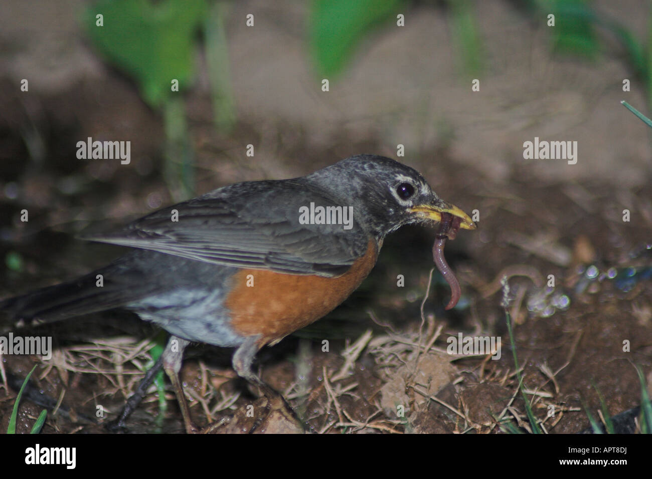 Bird Catching Worm Stock Photos & Bird Catching Worm Stock Images Alamy