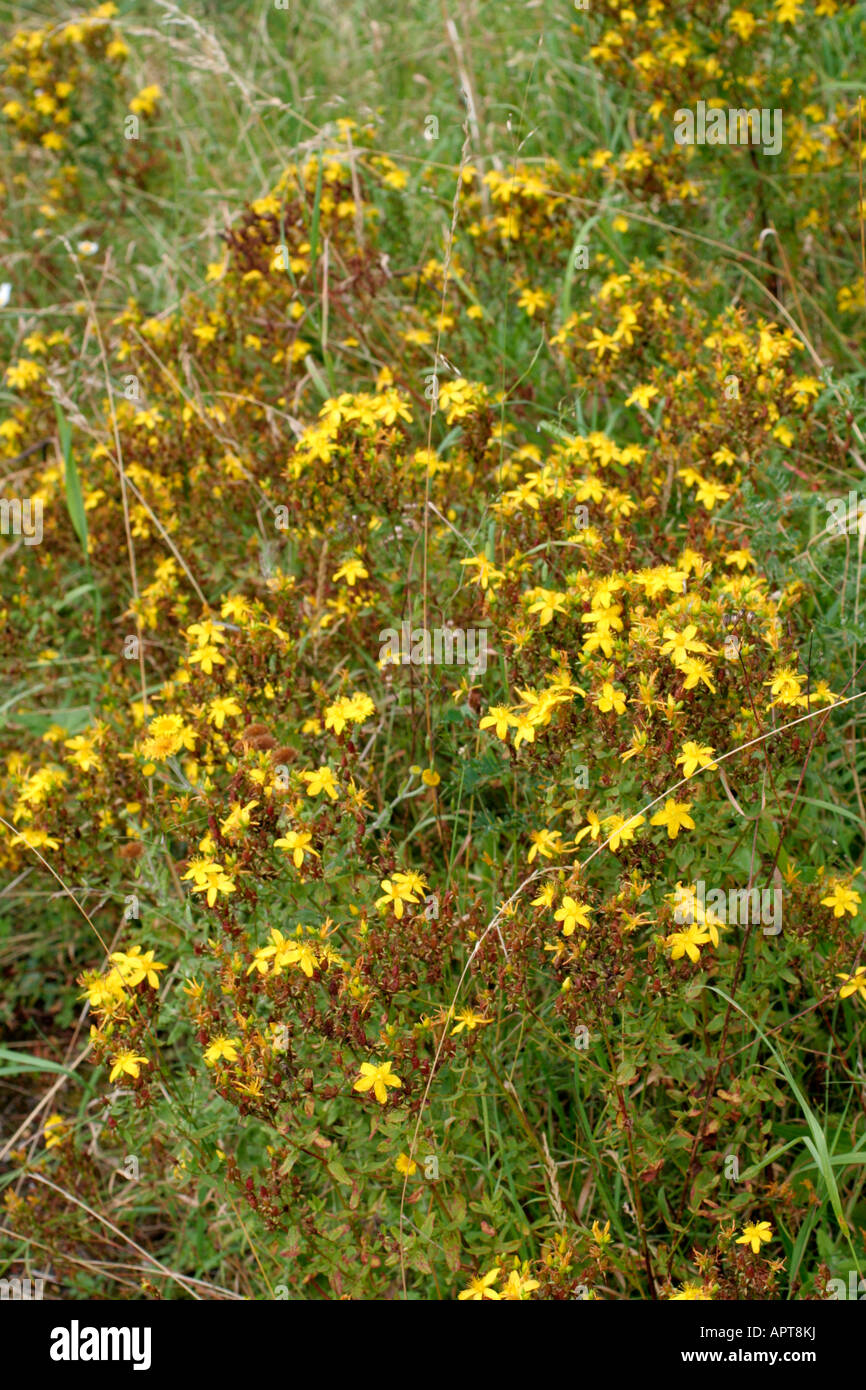 HYPERICUM PERFORATUM ST JOHNS WORT IS A NATIVE OF NORTH WEST EUROPE Stock Photo