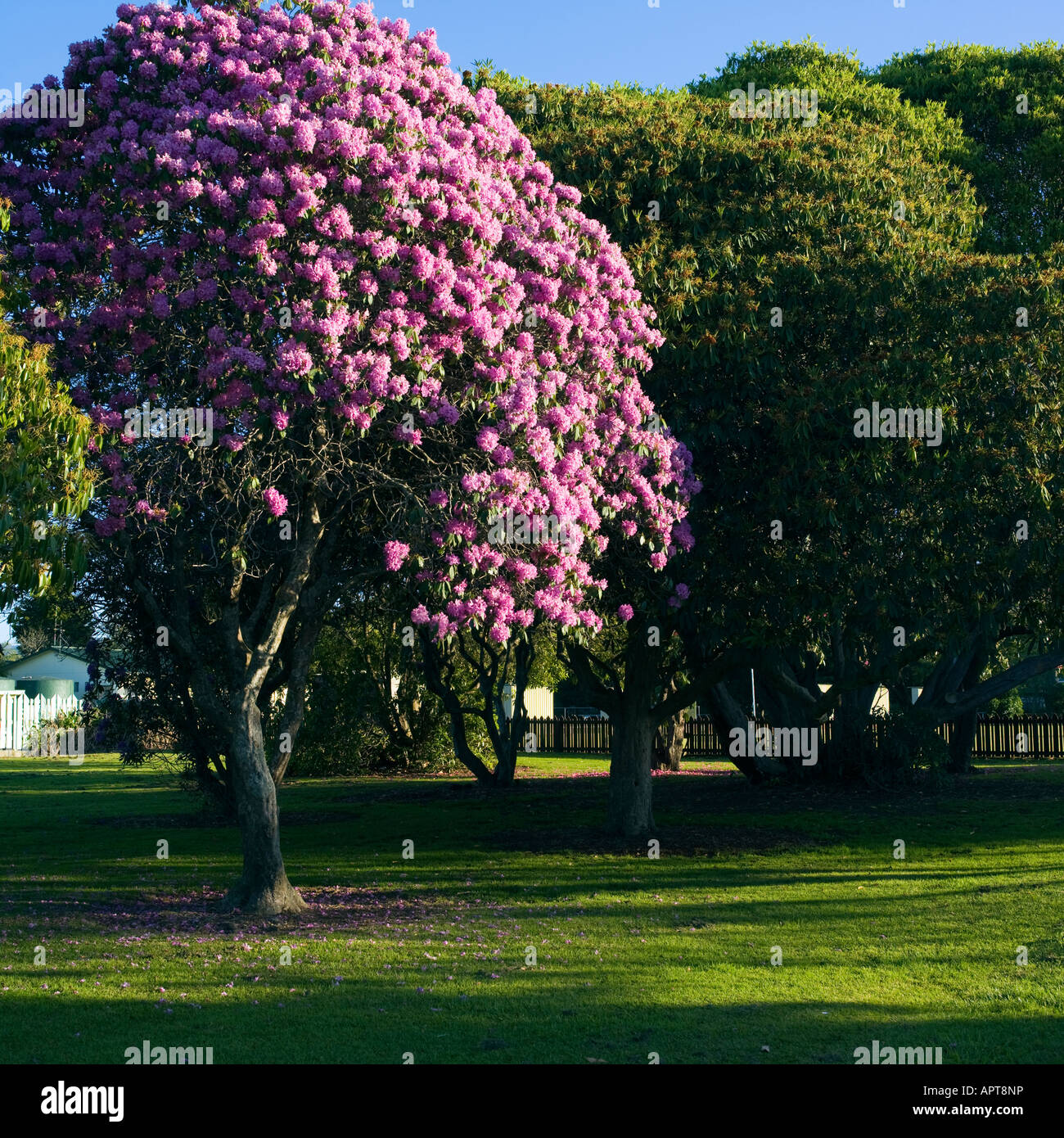 Magnolia tree and flower Stock Photo - Alamy