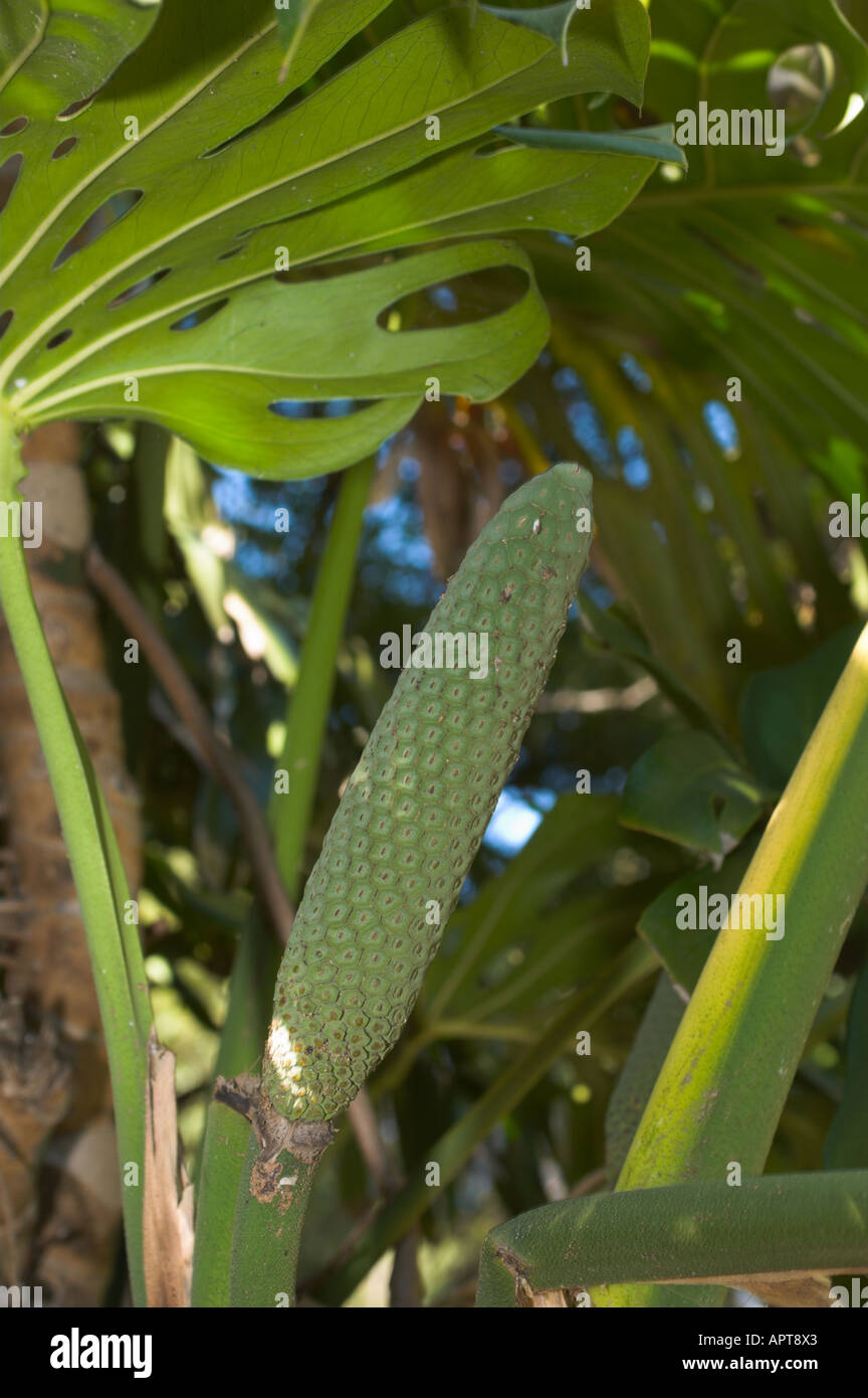 Fruit of the Philodendron (Monstera deliciosa), Funchal Botanical garden,  Madeira, Portugal Stock Photo - Alamy