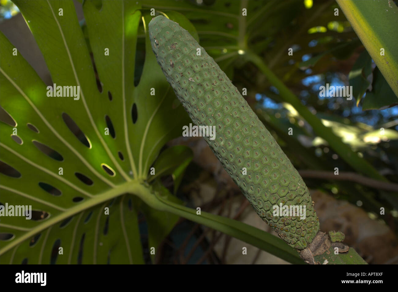 monstera thai constellation holland Buy Monstera Thai Constellation main image 1