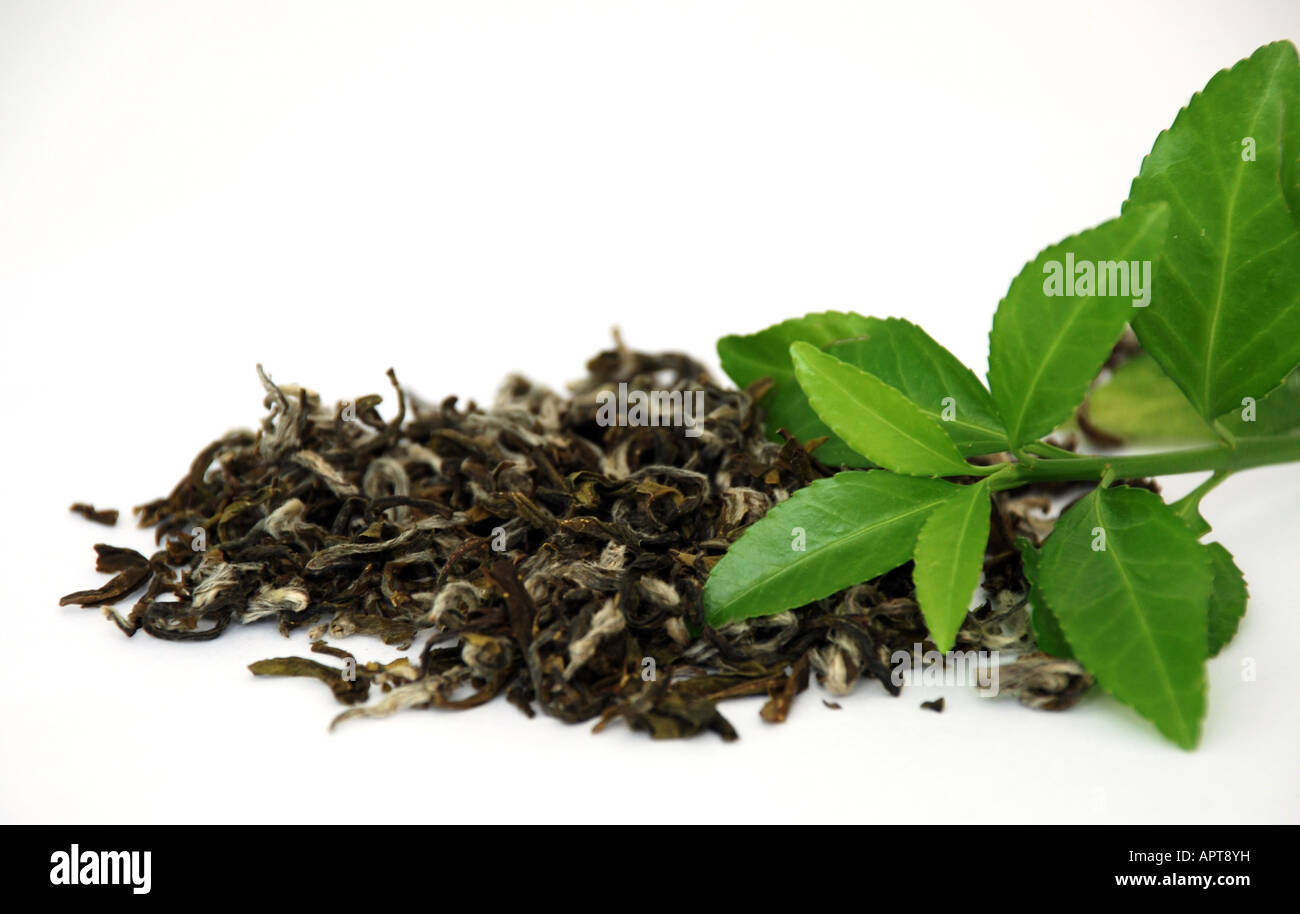 Green tea leaves Stock Photo