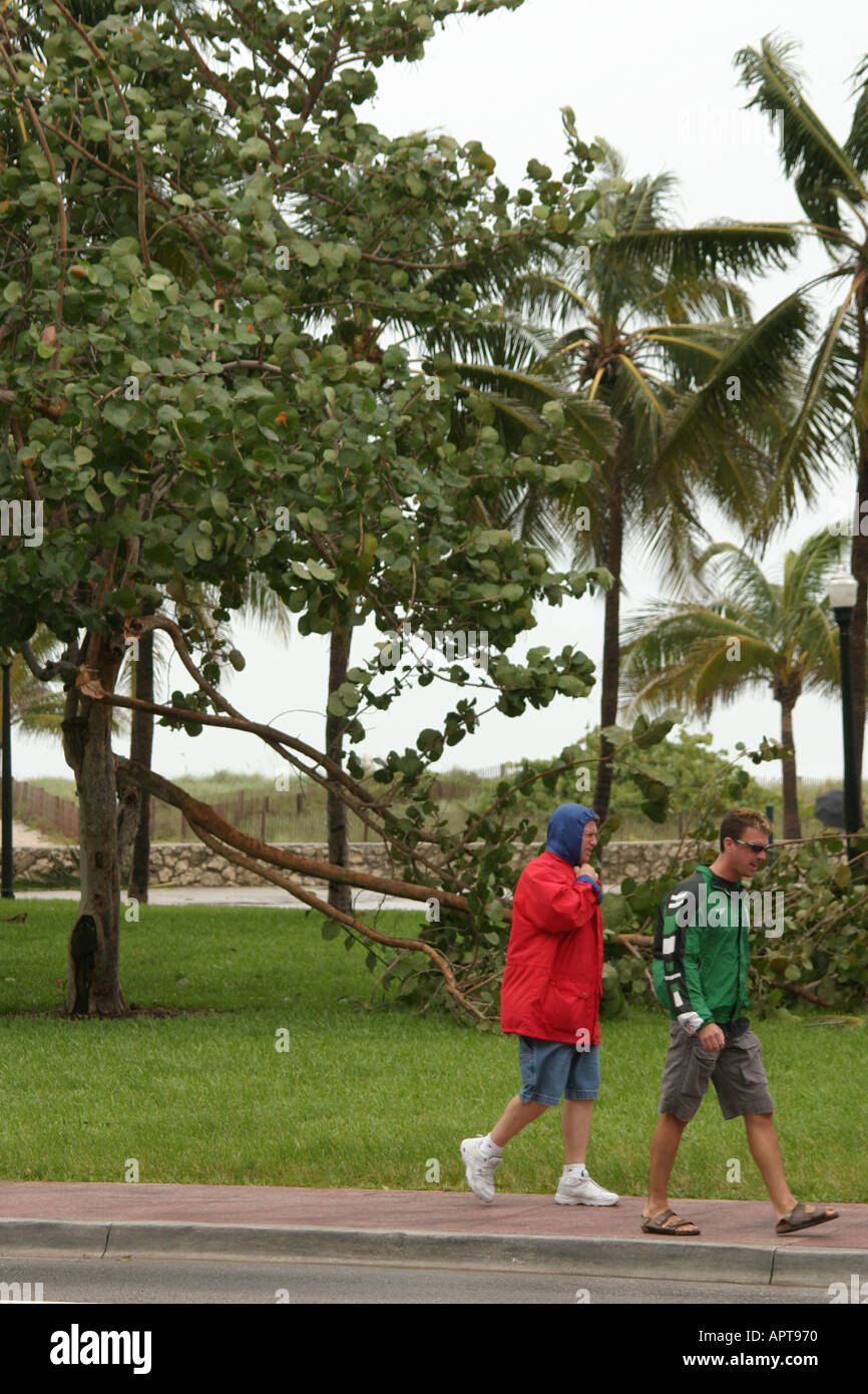 Miami Beach Florida,South Beach,Ocean Drive,Lummus Park,curious persons,between weather,Hurricane Frances feeder bands,wind damaged tree trees,wood,pl Stock Photo