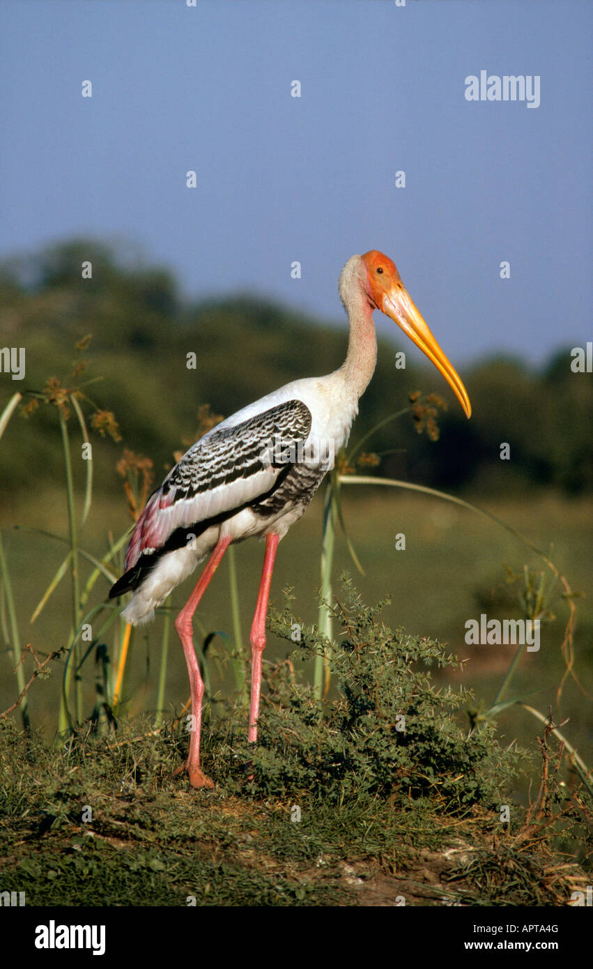 Painted Stork Mycteria leucocephala Bharatpur India Stock Photo
