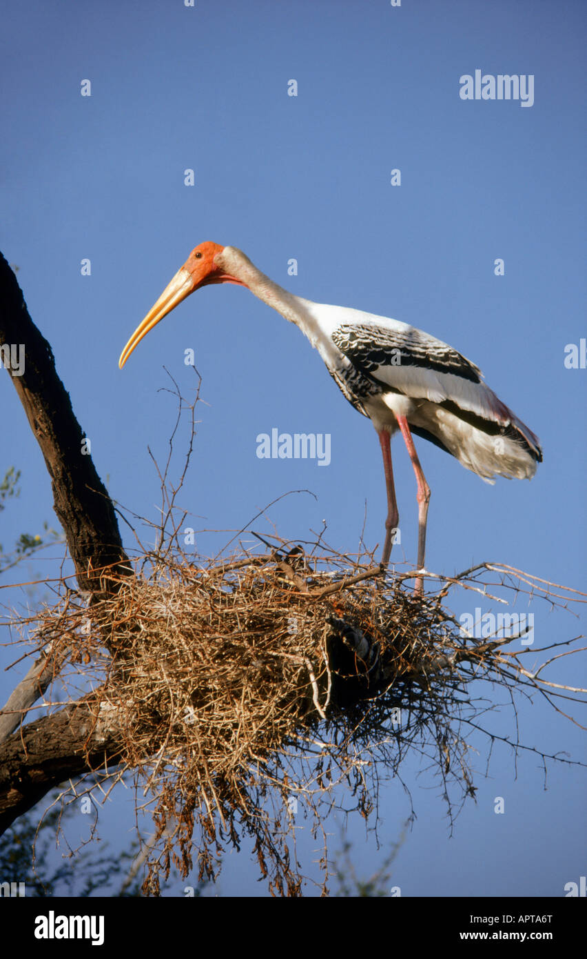 Painted Stork on nest Mycteria leucocephala Bharatpur India Stock Photo