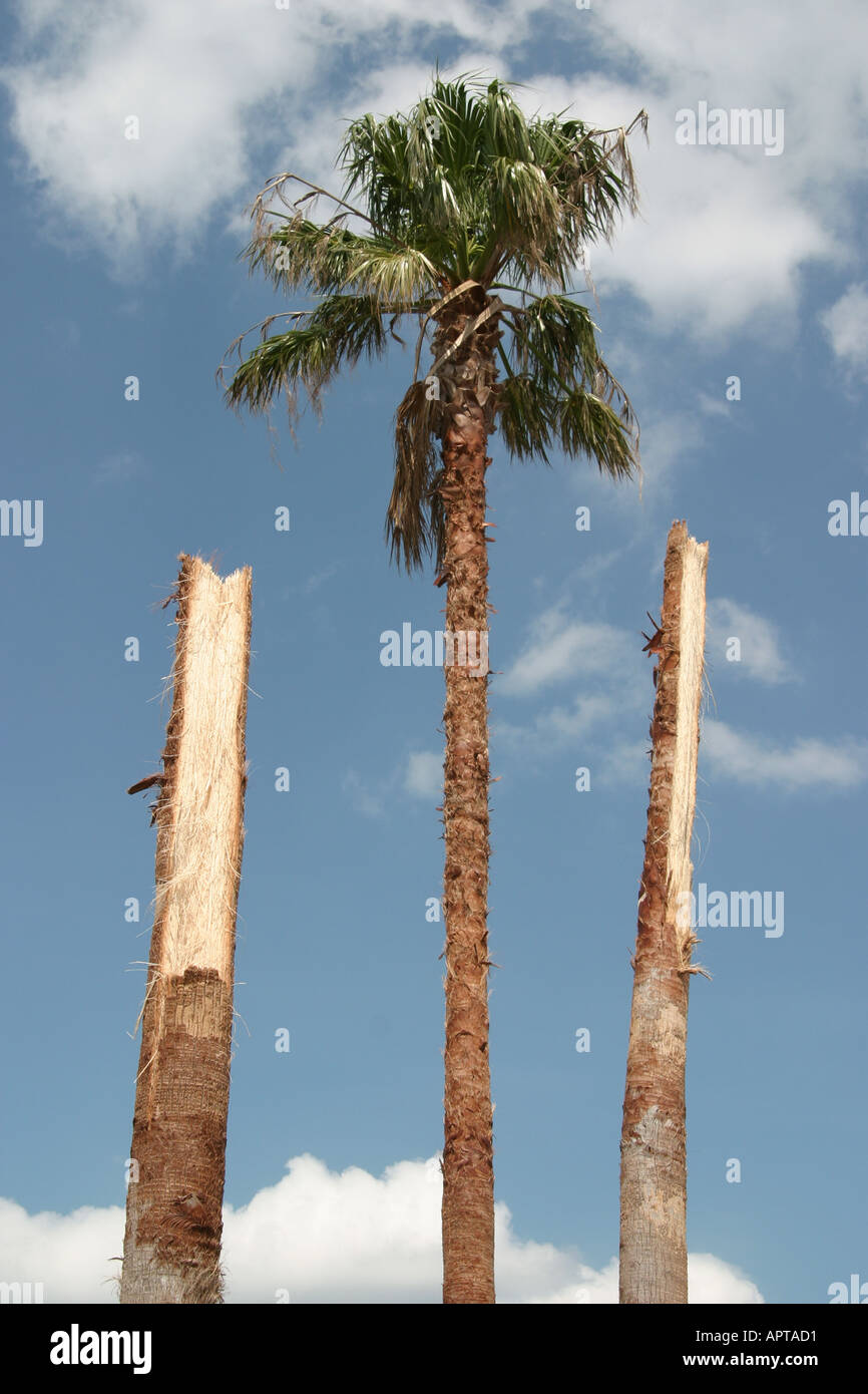 Hurricane Jeanne Damage High Resolution Stock Photography and Images ...