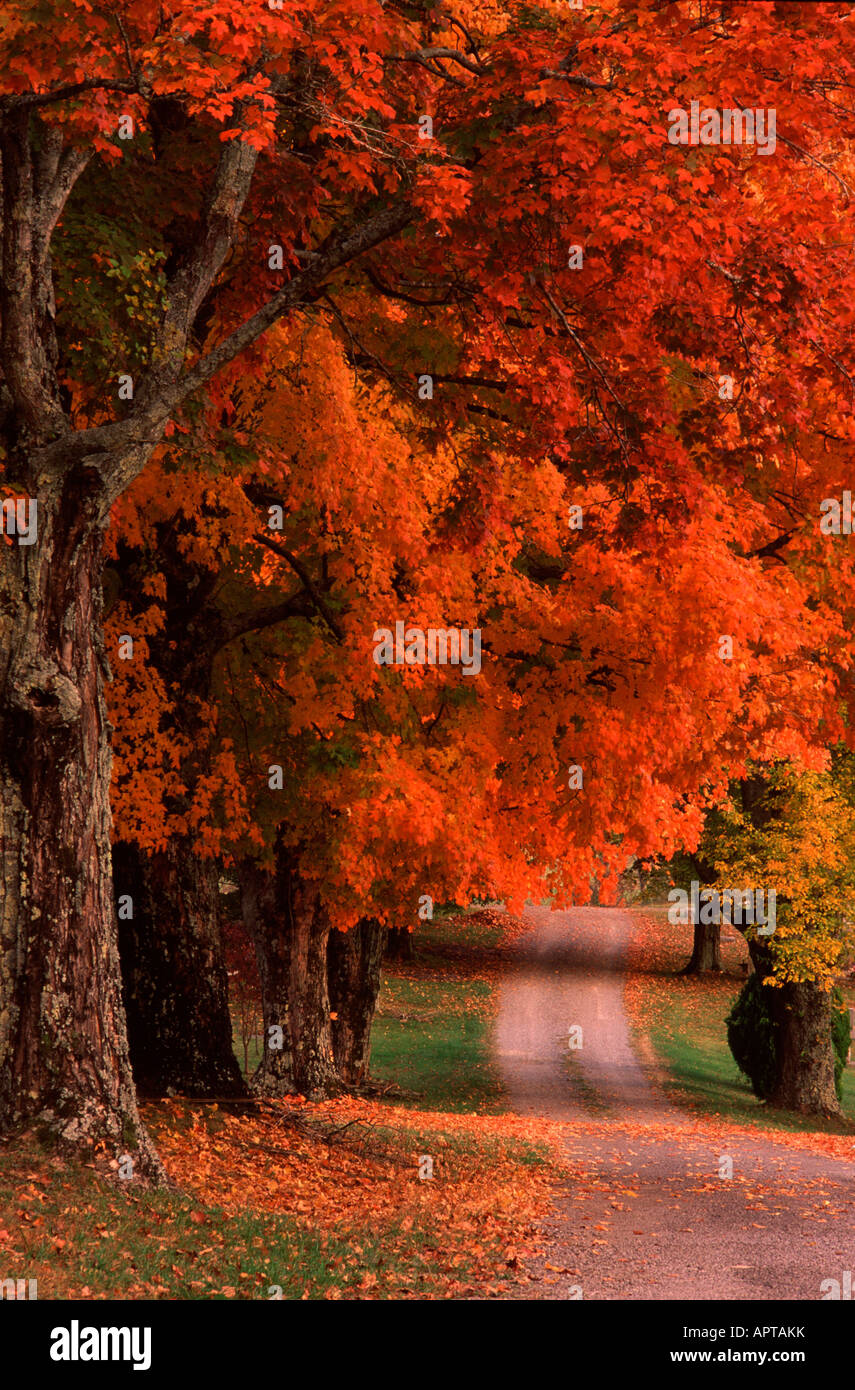 A country road with fall colored leaves Stock Photo - Alamy