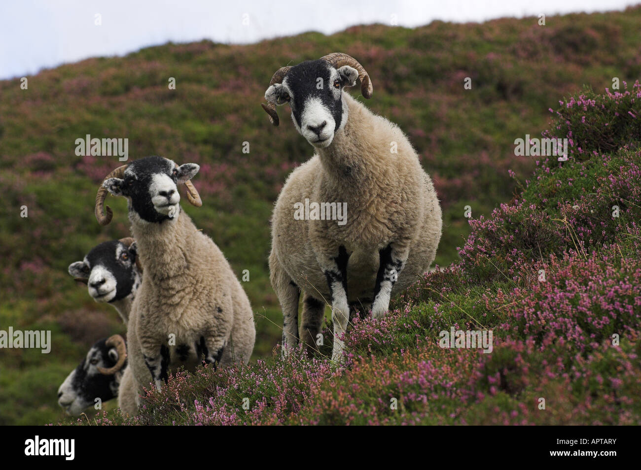 Swaledale ewe on heather covered moorland Yorkshire Dales Stock Photo