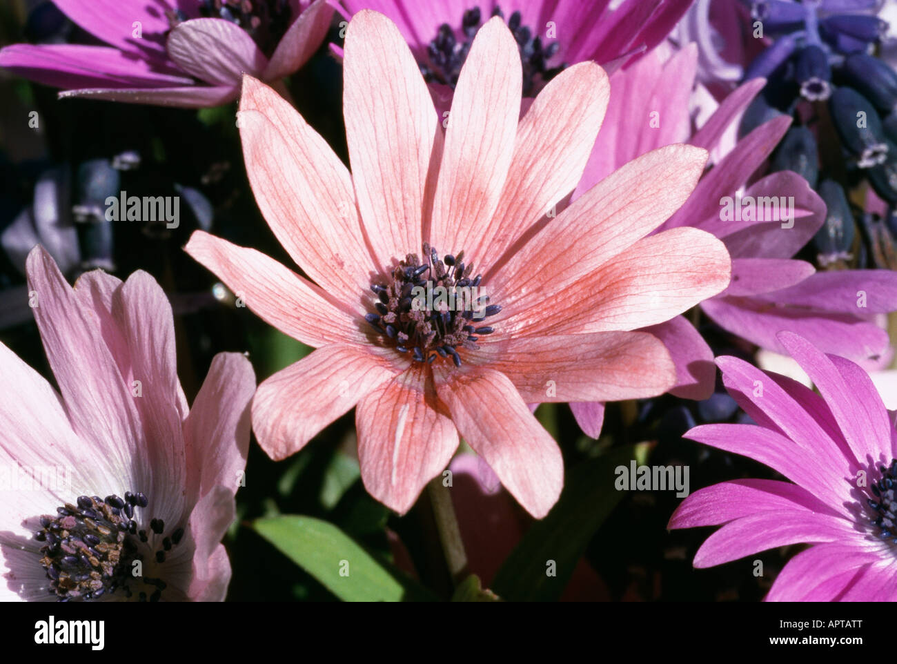Anemone blanda shades of pink and blue when spring is back Stock Photo