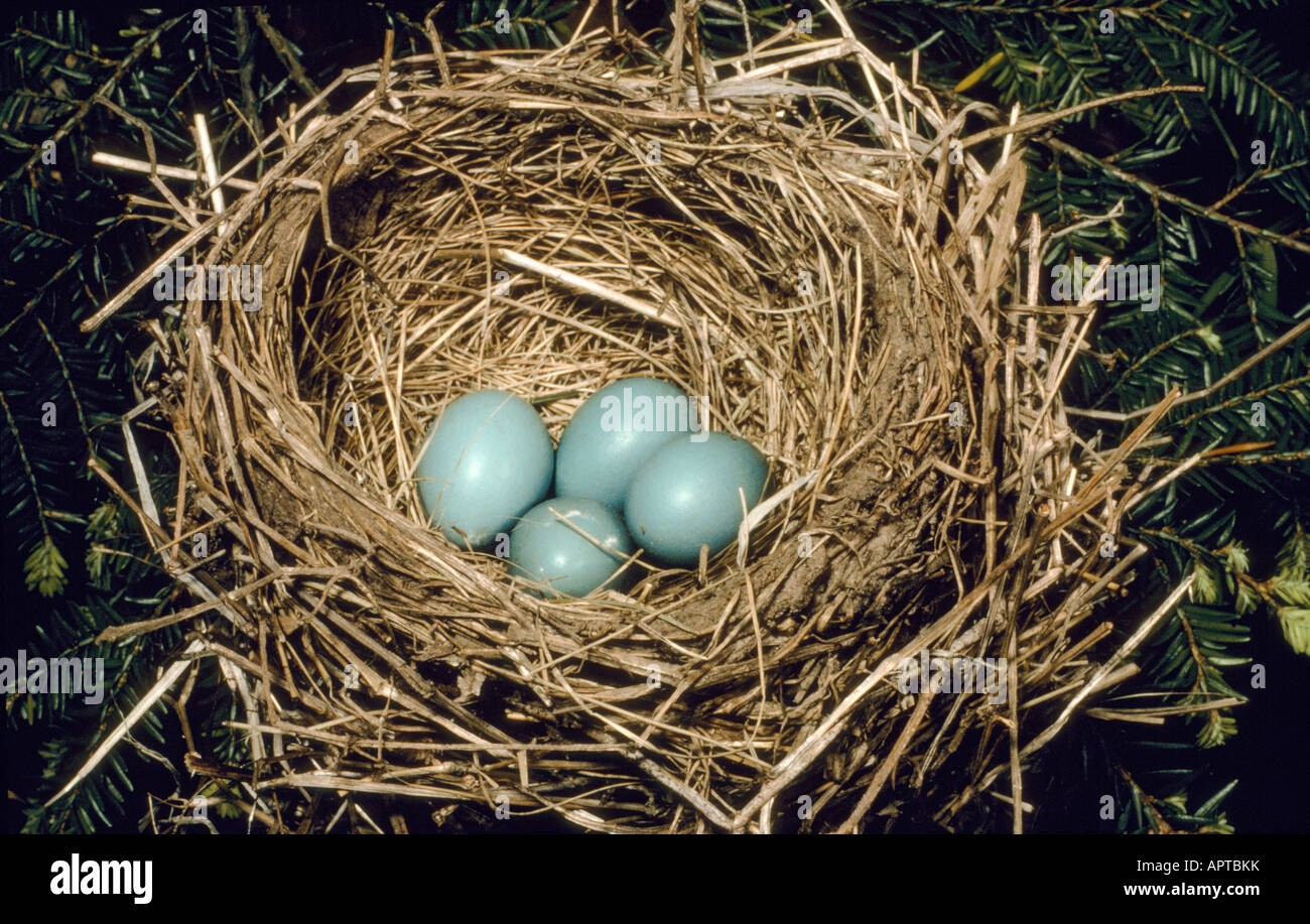 Robin Eggs in Nest Turdus migratorius New Jersey Stock Photo Alamy