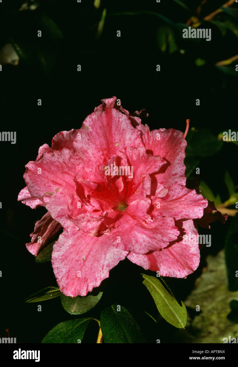 Azalea Rhododendron pink veined flecked attractive Stock Photo