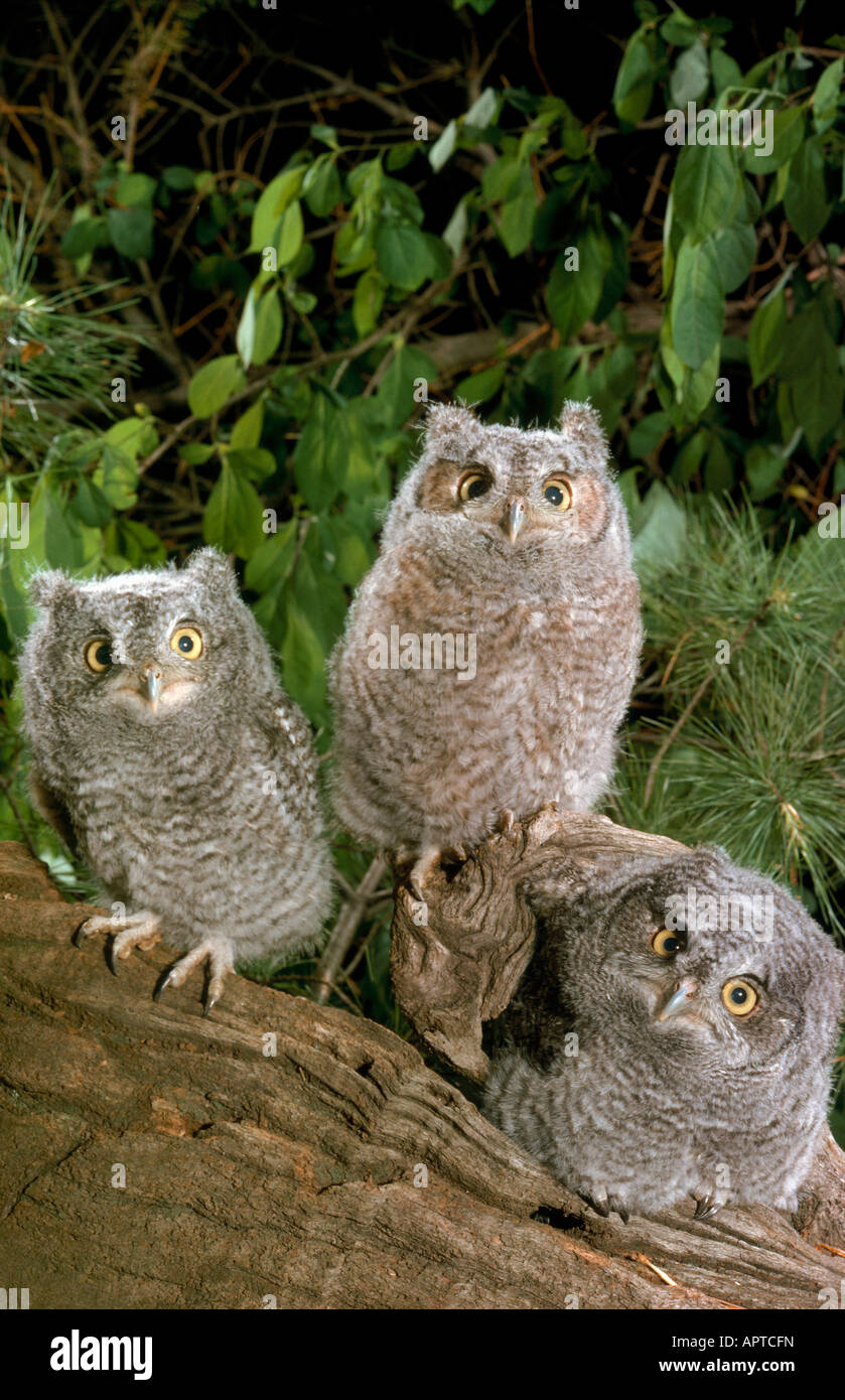 Screech Owl Chicks Megascops Asio Stock Photo Alamy Screech Owl Chicks Megascops Asio Stock Photo Alamy