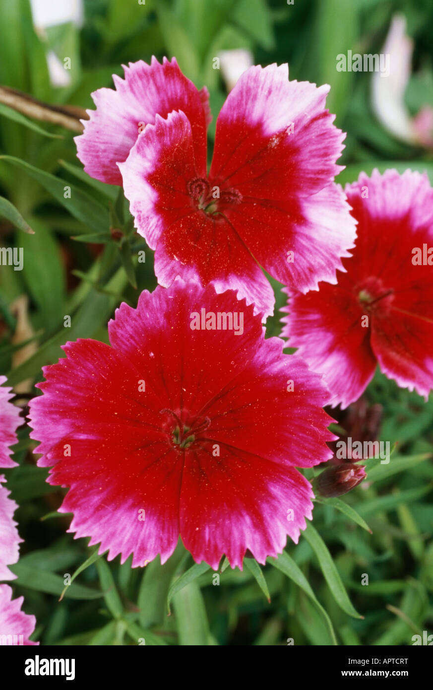 Dianthus barbatus red and pink sweet smelling delicate flower Stock
