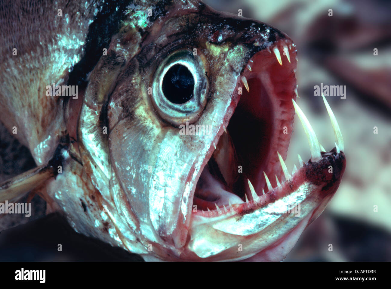 Close-up of a Dogfish (Cynodon gibbus), Guyana, South America Stock Photo