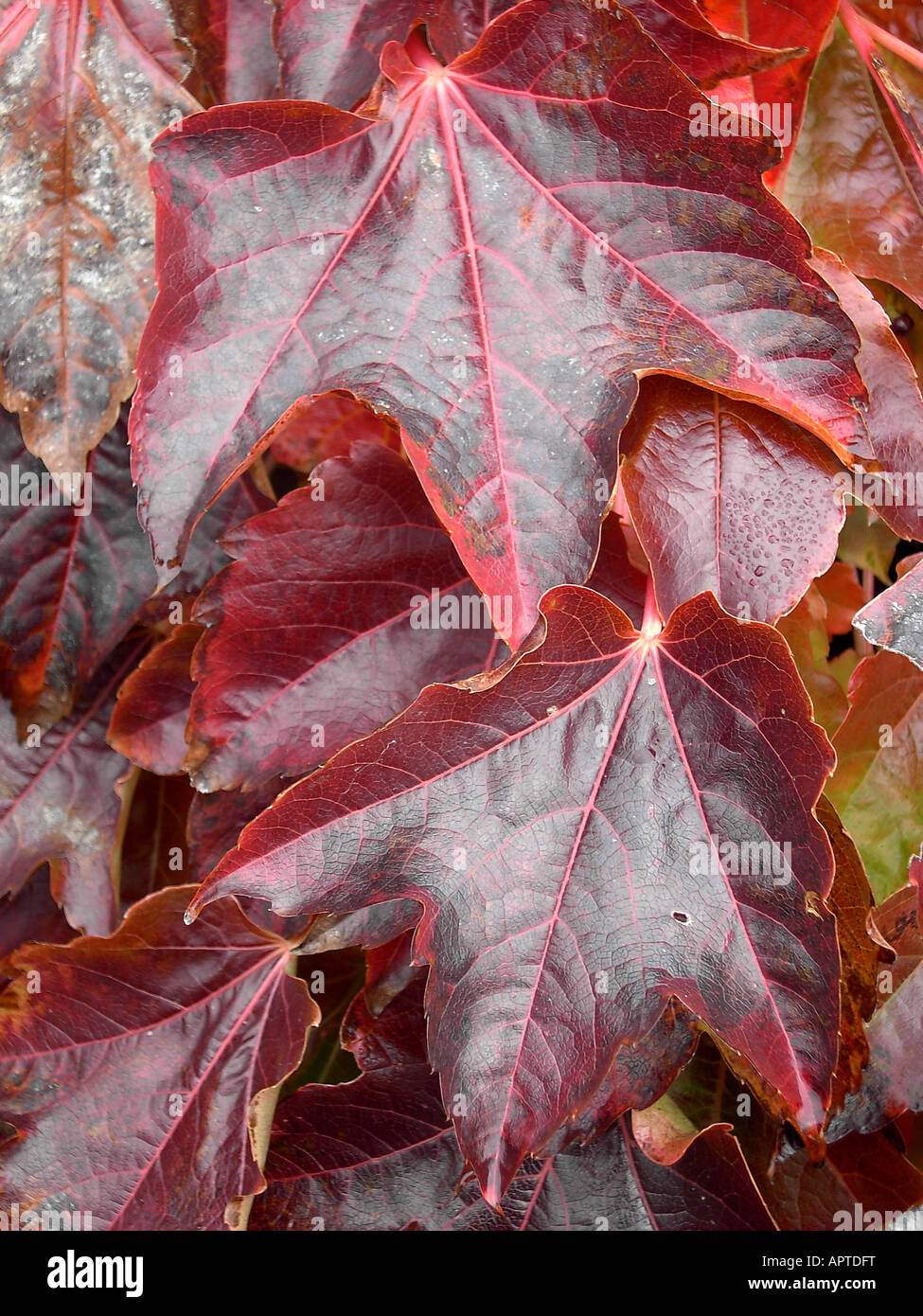 variegated autumn tree leaves  red waxy surface Stock Photo