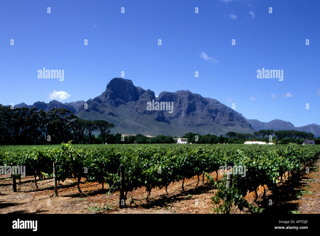 Boschendal South Africa Wine Estate Winery vintage Stock Photo