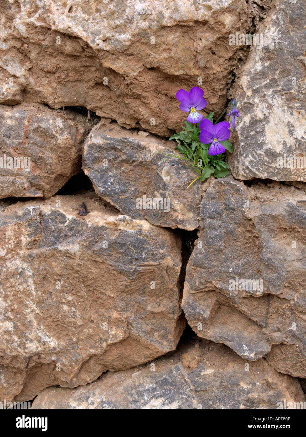 Corsican violet (Viola corsica) Stock Photo