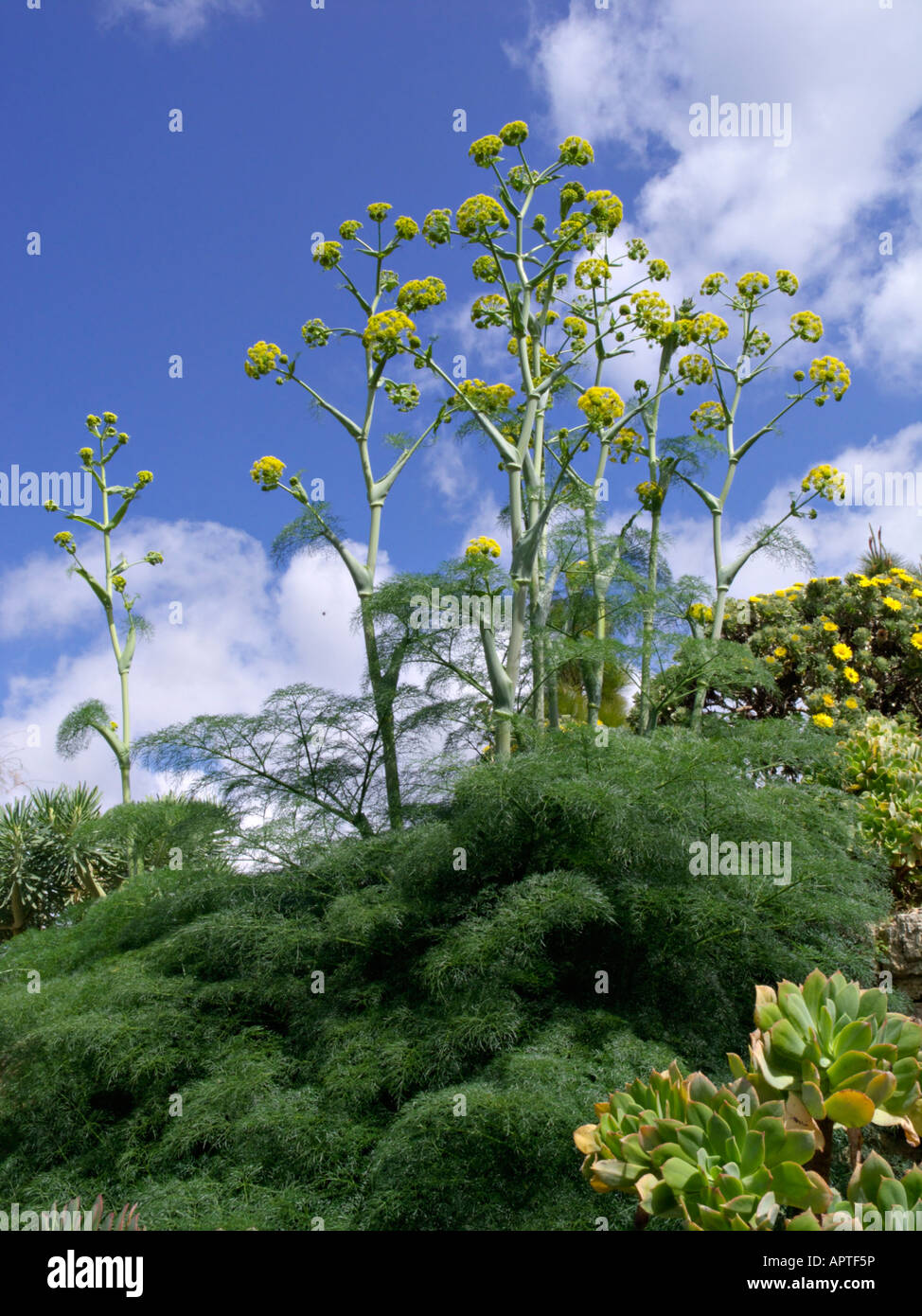 Giant fennel (Ferula communis Stock Photo Alamy