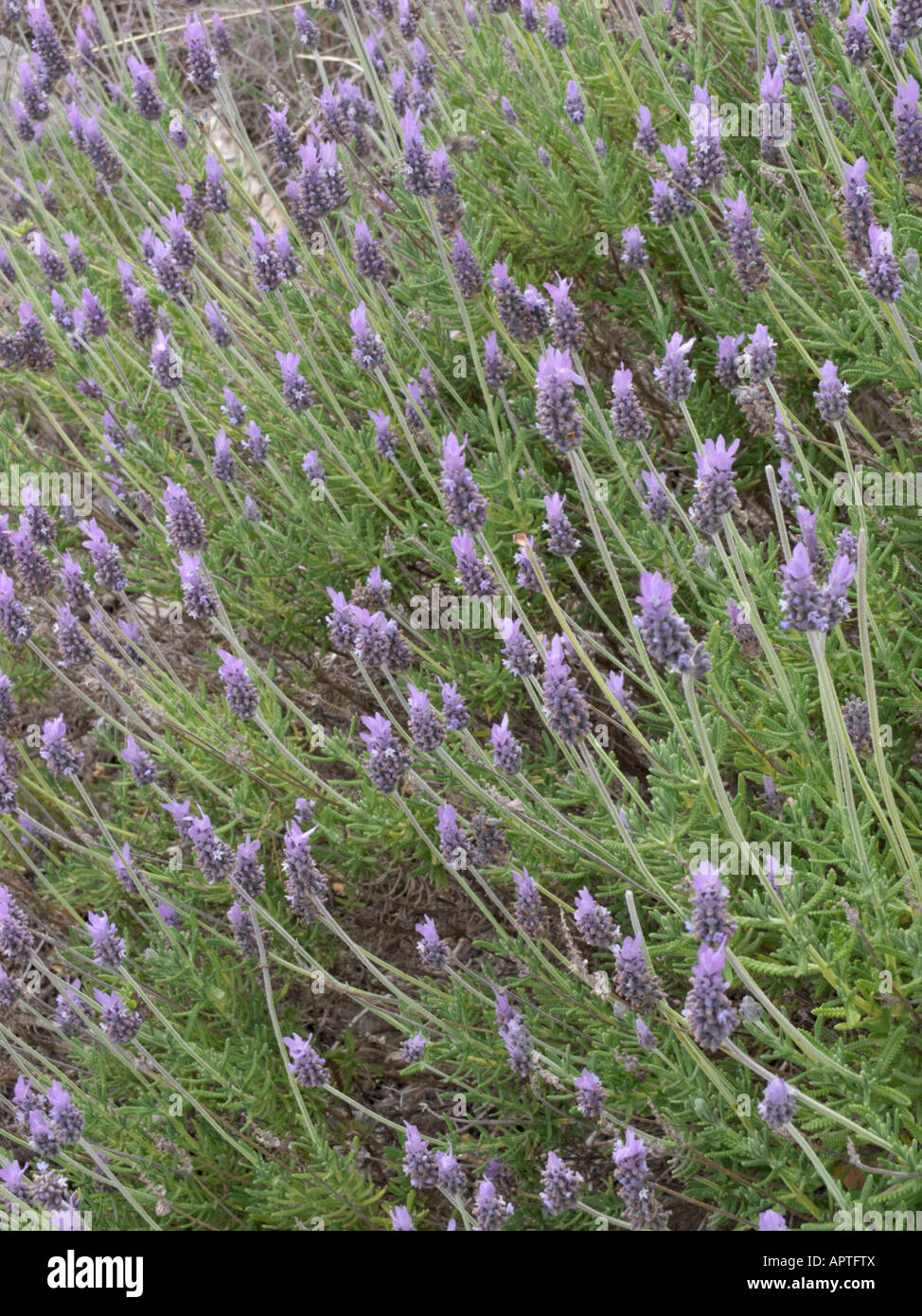 French lavender (Lavandula dentata Stock Photo Alamy