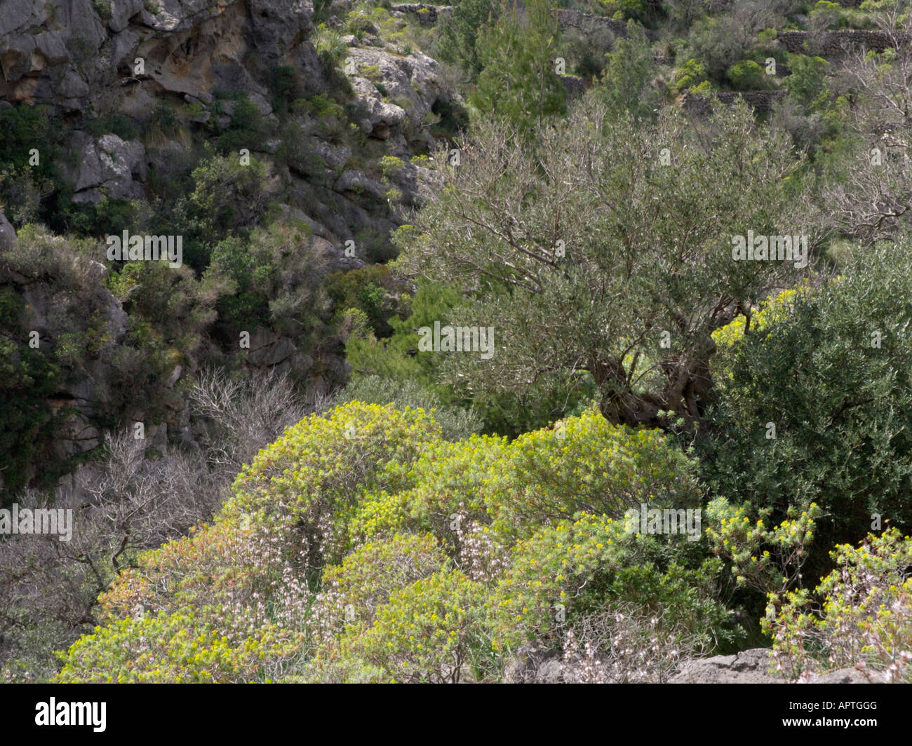 Olive tree (Olea europaea) and woody spurge (Euphorbia dendroides), Majorca, Spain Stock Photo