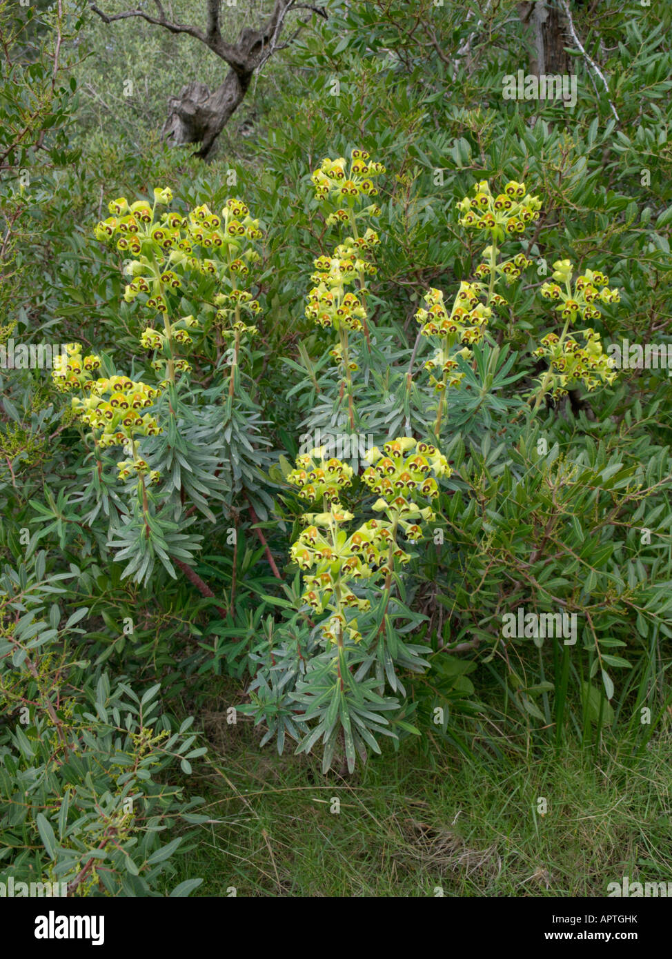 Large Mediterranean spurge (Euphorbia characias) Stock Photo
