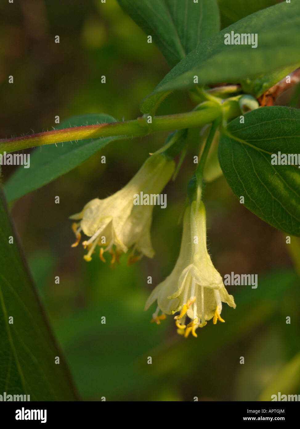 Blue honeysuckle (Lonicera caerulea var. altaica Stock Photo Alamy