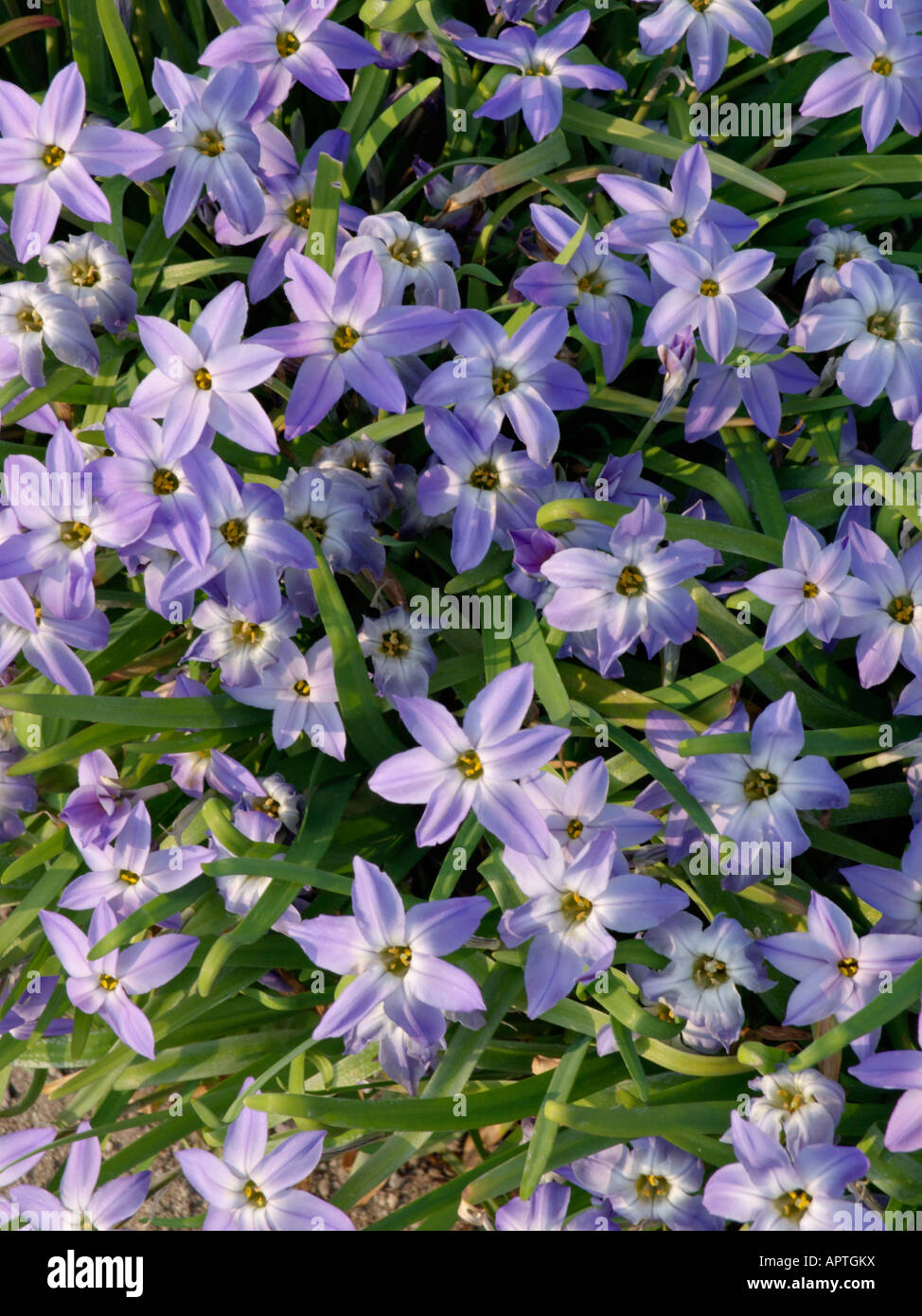 Spring starflower (Ipheion uniflorum) Stock Photo