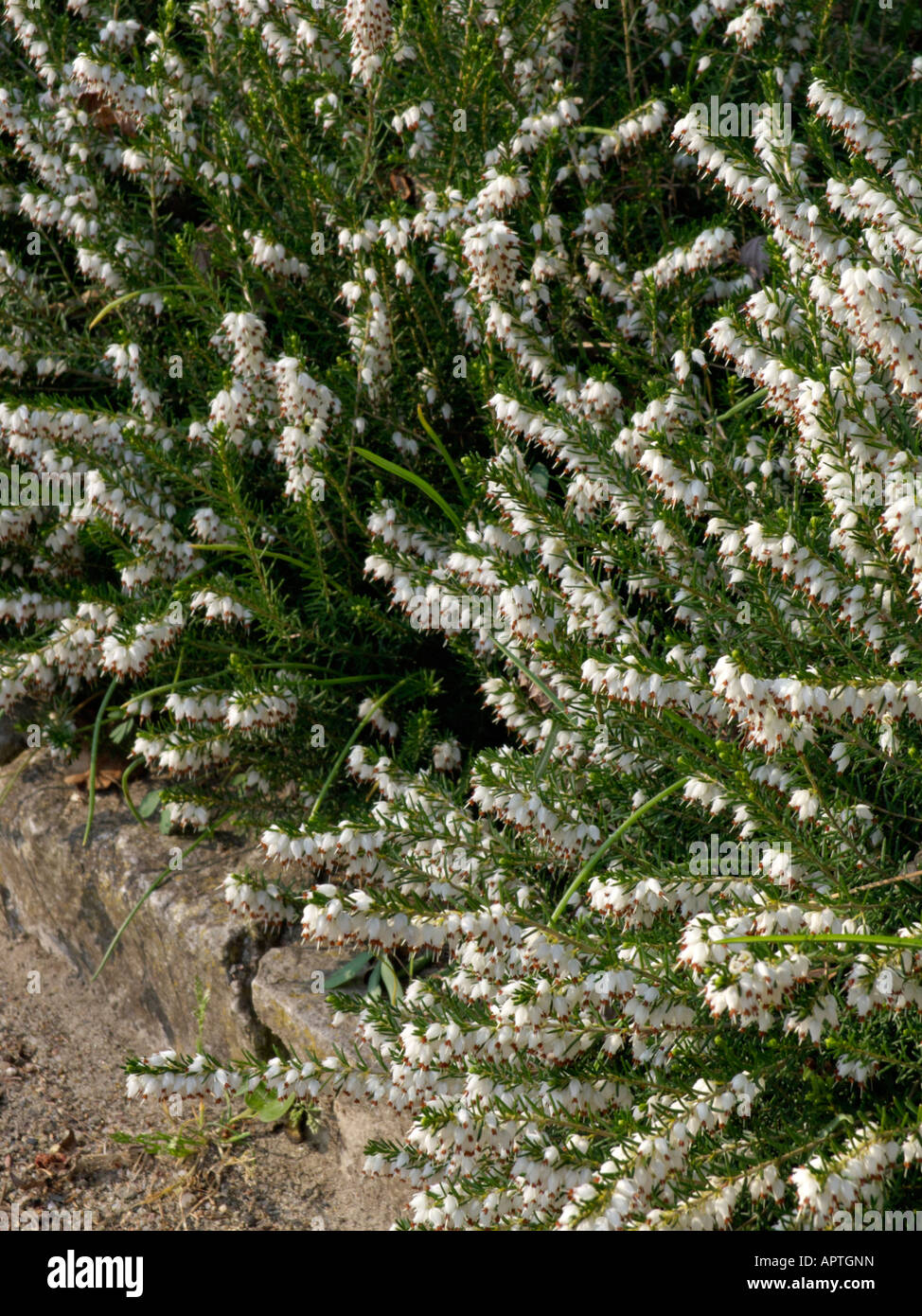 Winter heather (Erica carnea 'Snow Queen' syn. Erica herbacea 'Snow Queen') Stock Photo