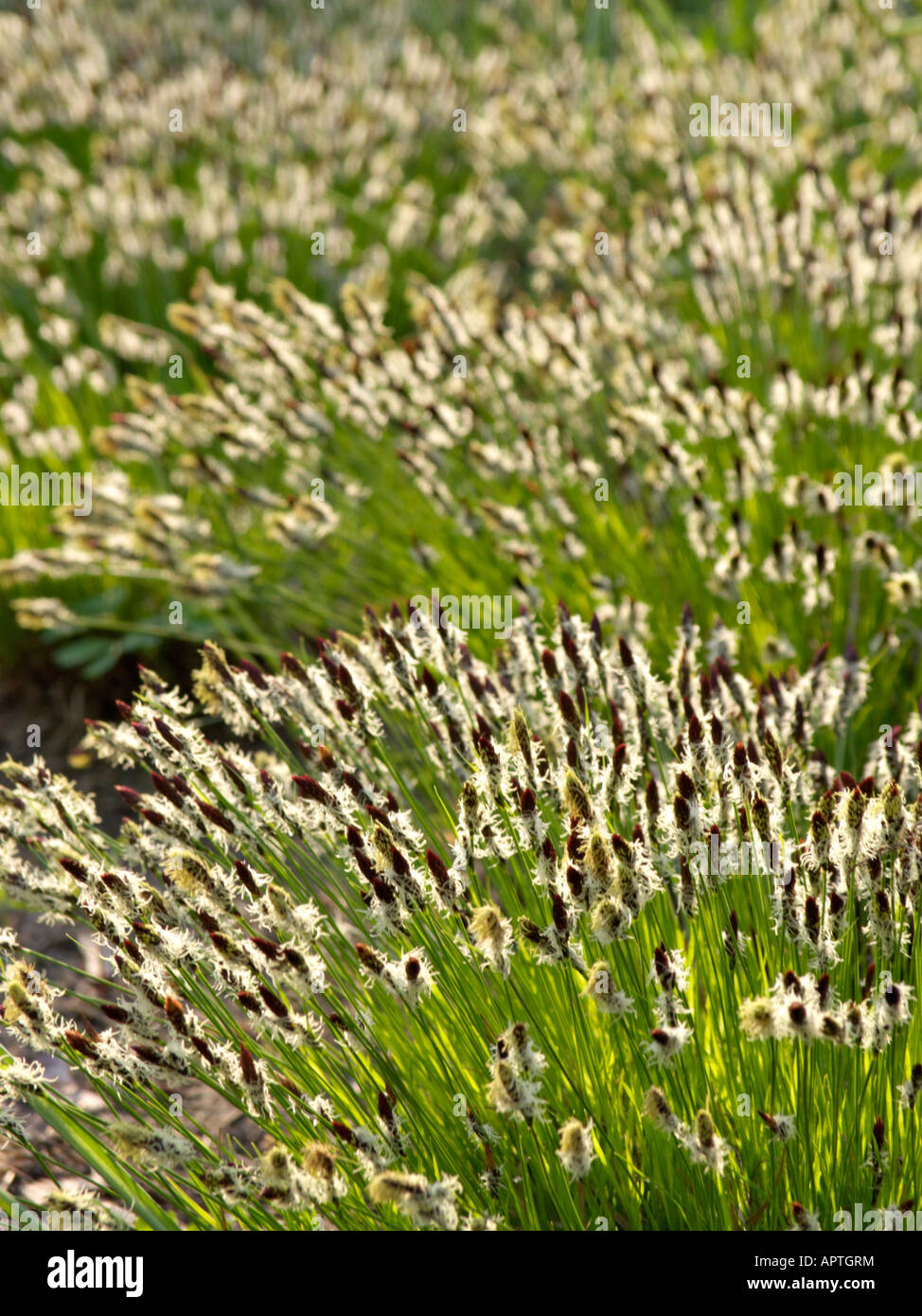 Mountain sedge (Carex montana) Stock Photo