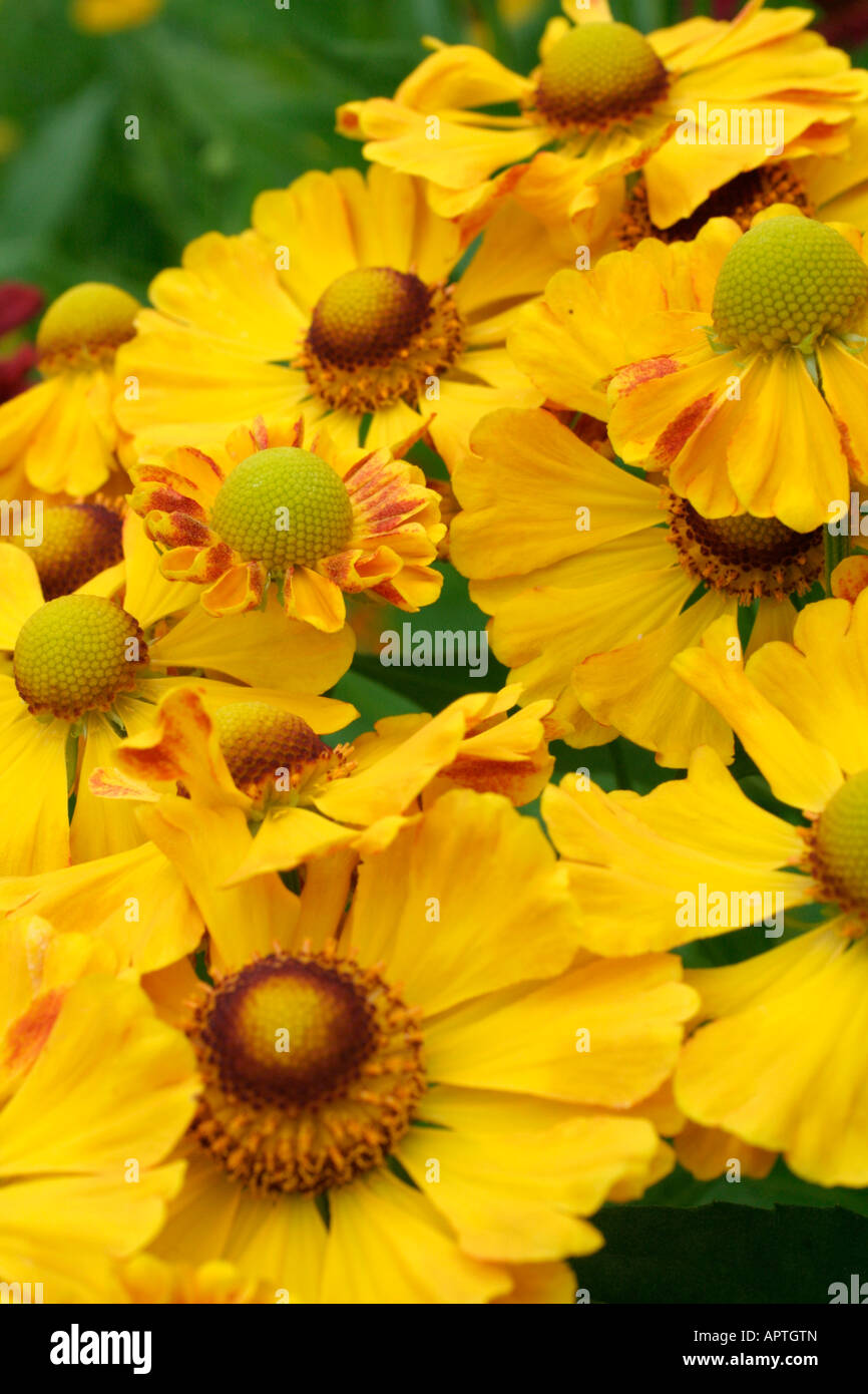 HELENIUM ZIMBELSTERN ZUR LINDEN FORM Stock Photo