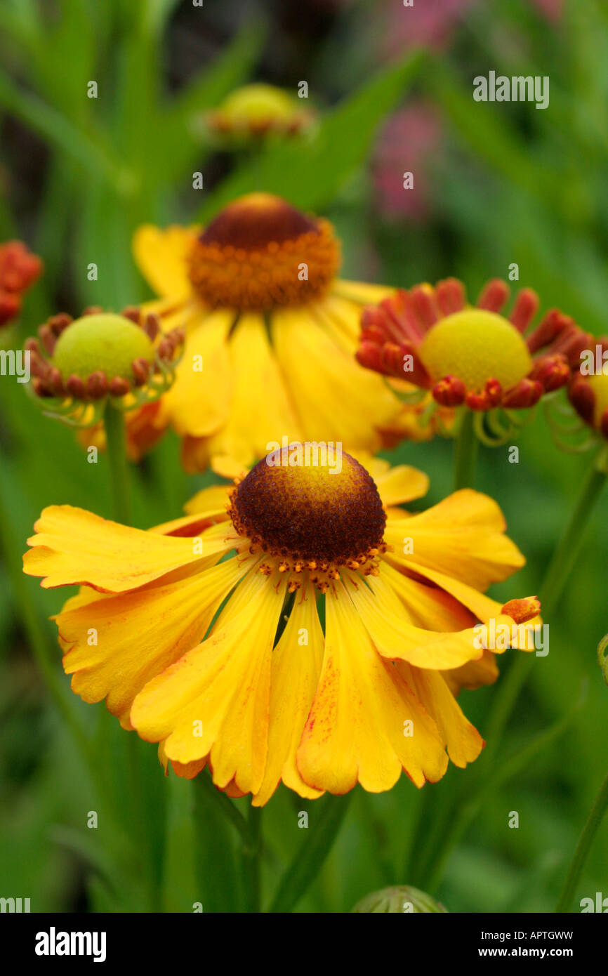 HELENIUM CAN CAN Stock Photo