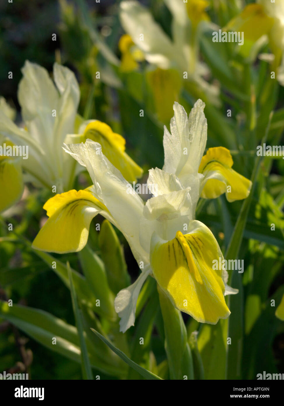 Dwarf iris (Iris bucharica) Stock Photo