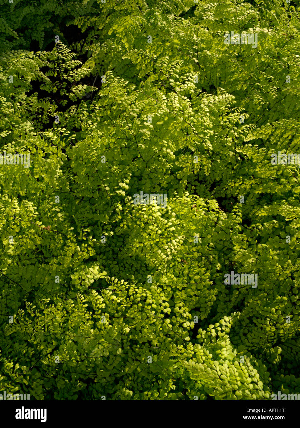 Evergreen maidenhair fern (Adiantum venustum) Stock Photo