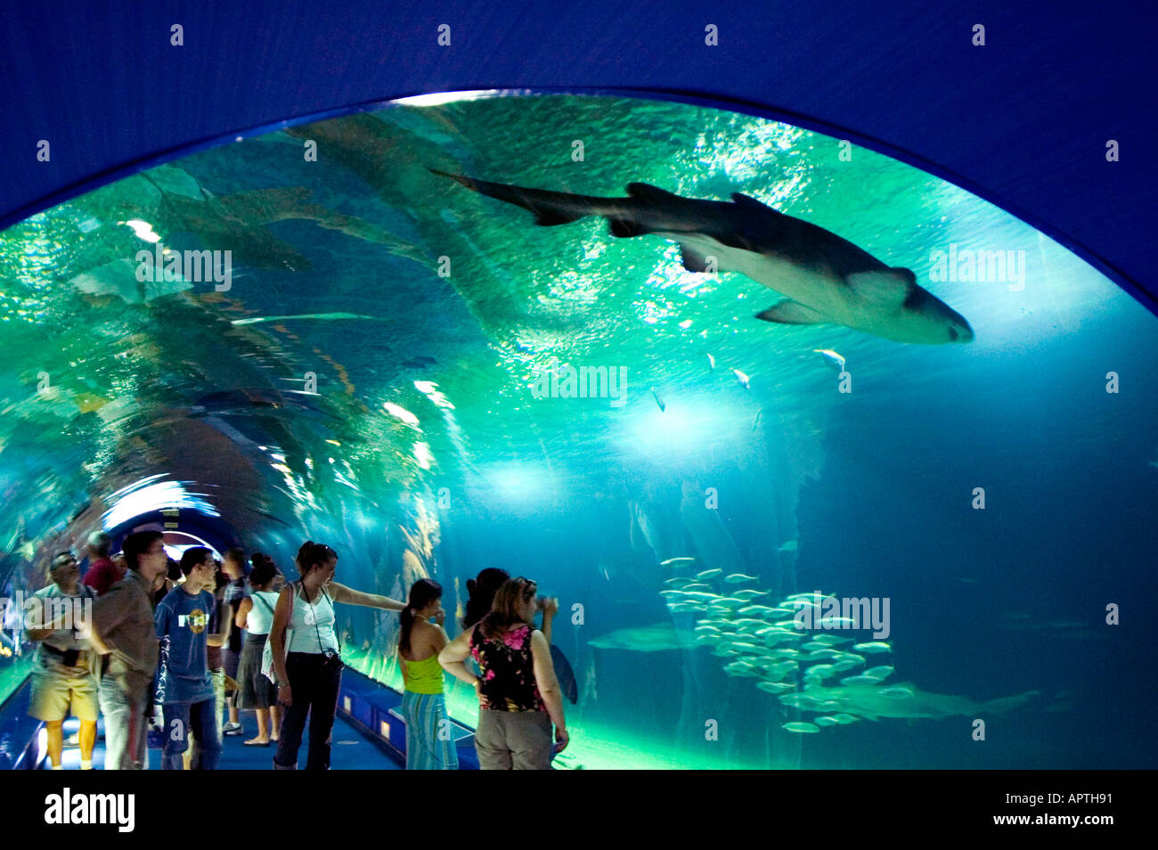 Underwater glass tunnel at the aquarium amusement park L Oceànografic ...