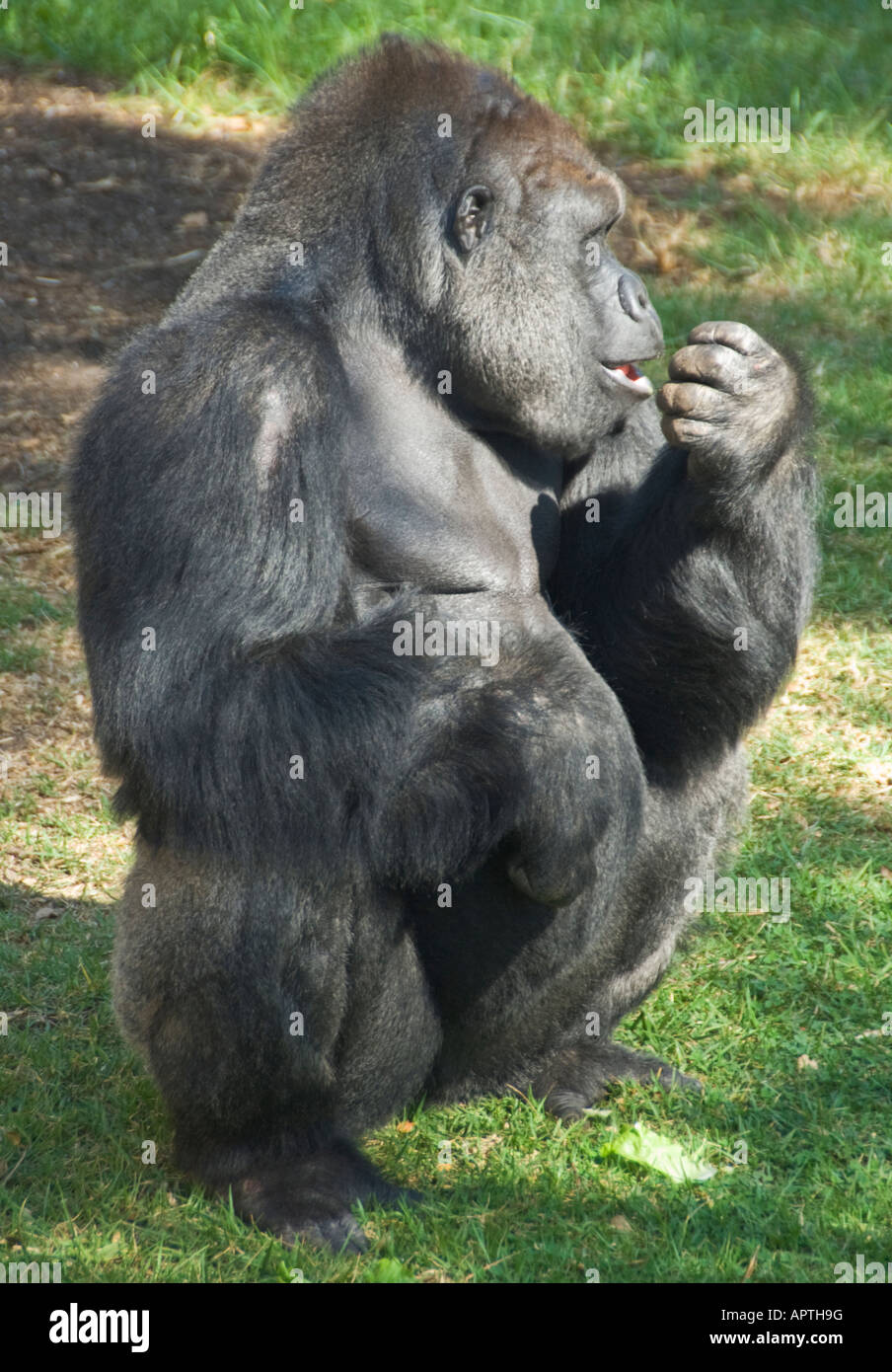 California Santa Barbara Zoo Western Lowland Gorilla gorilla gorilla Stock Photo