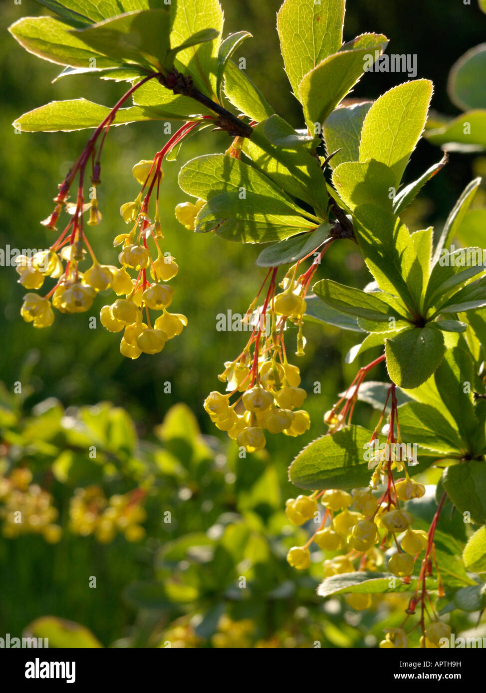 Common barberry (Berberis vulgaris) Stock Photo