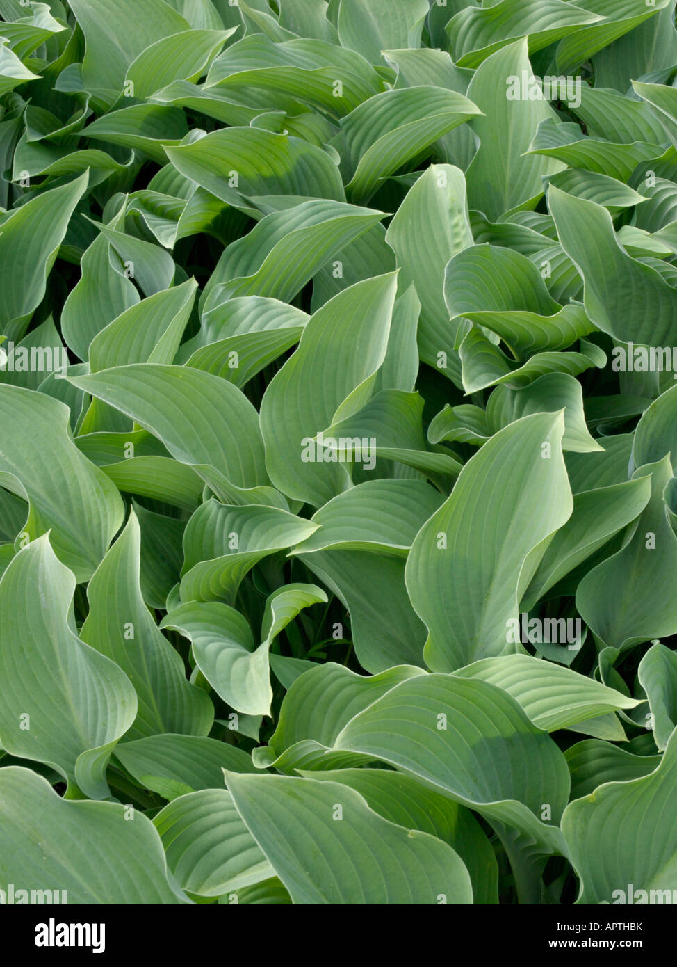 Plantain lily (Hosta nigrescens 'Krossa Regal') Stock Photo