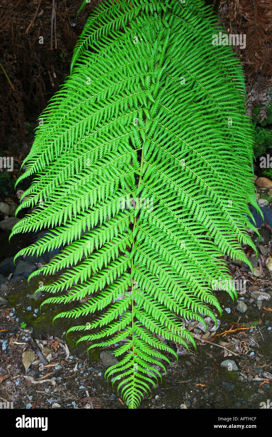 The fern garden hi-res stock photography and images - Alamy