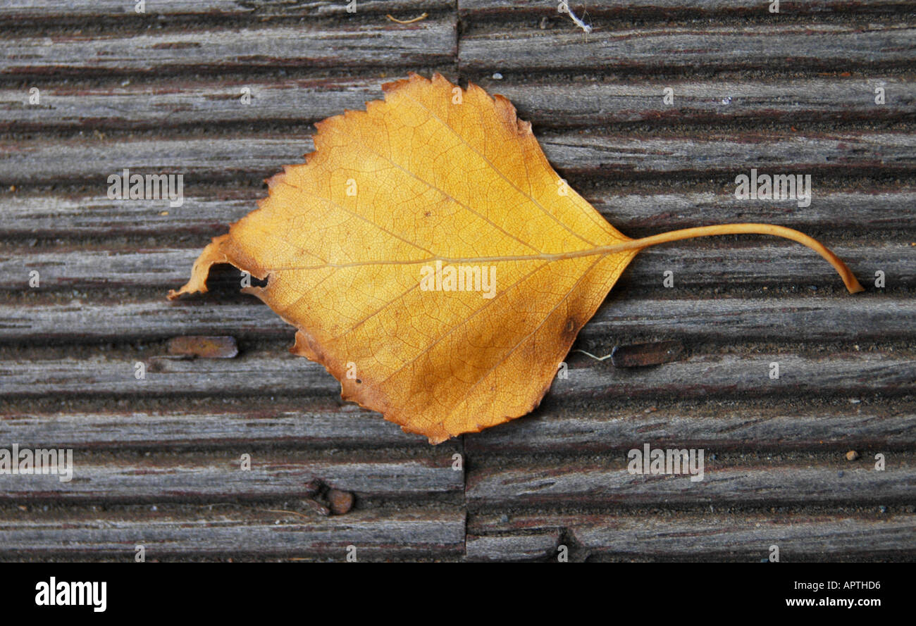 Leave leaf hi-res stock photography and images - Alamy