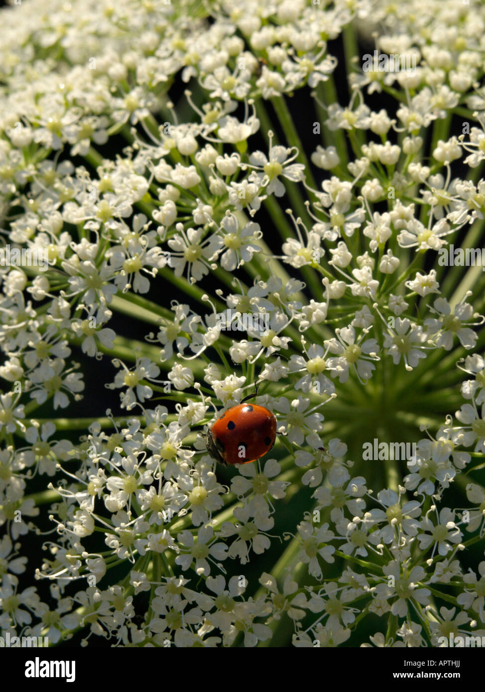 Laserpitium siler and ladybird (Coccinella) Stock Photo