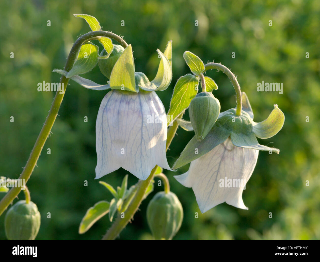 Bonnet bellflower (Codonopsis clematidea) Stock Photo