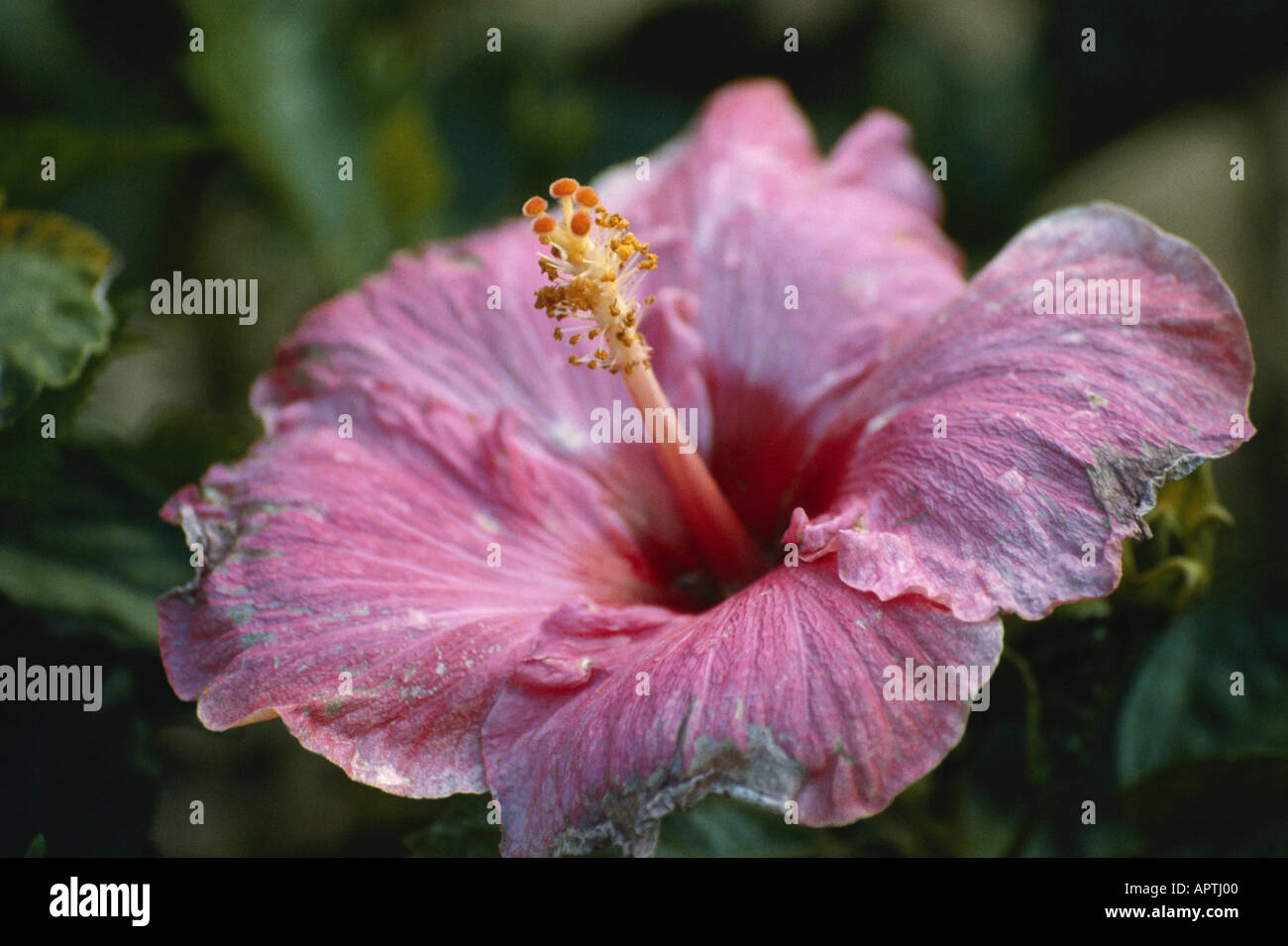 hibiscus flower Division Magnoliophyta Class Magnoliopsida Order Malvales  Family Malvaceae Genus Hibiscus Stock Photo - Alamy