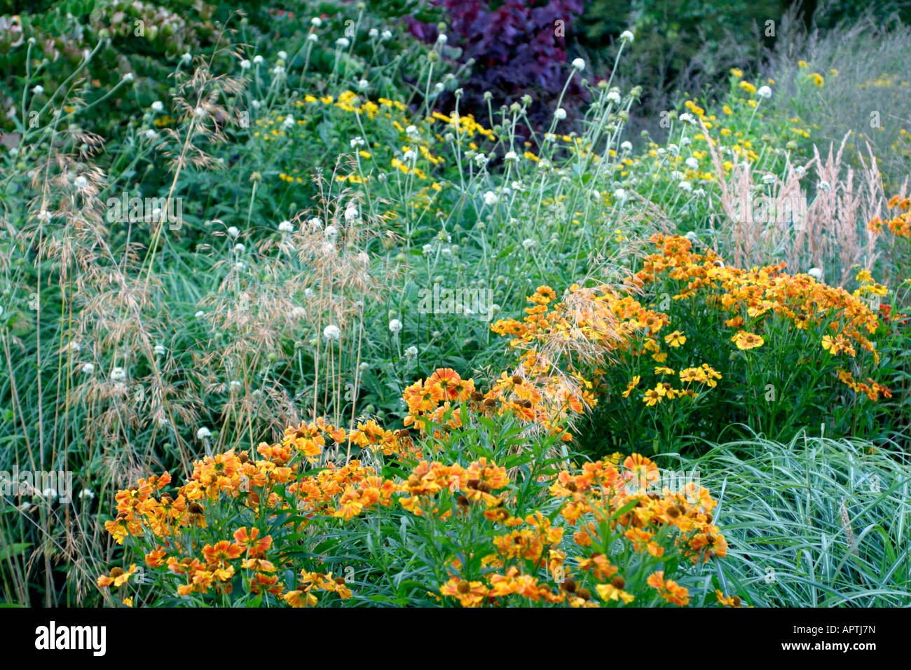 HELENIUM GAY GO ROUND ORANGE WITH HELENIUM RIVERTON BEAUTY YELLOW AND TALL GRASSES CALAMAGROSTIS KARL FOERSTER Stock Photo