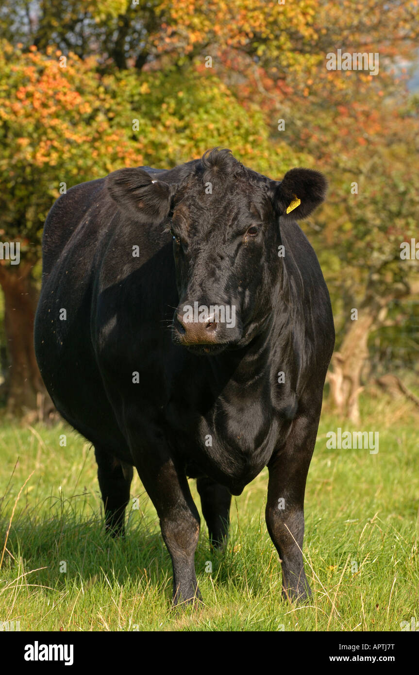 Aberdeen Angus cattle in field early autumn Cumbria Stock Photo