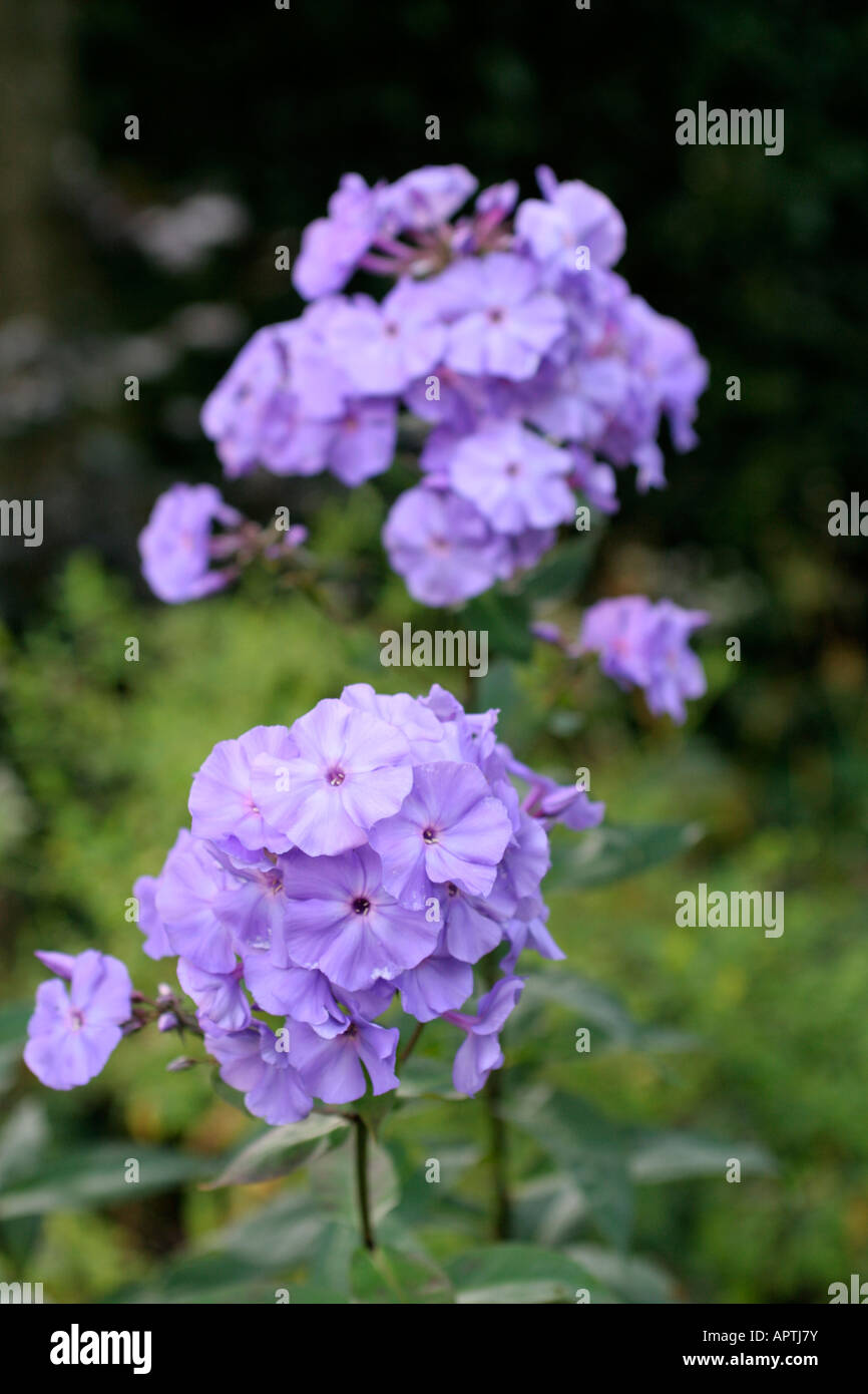 PHLOX PANICULATA AMETHYST Stock Photo