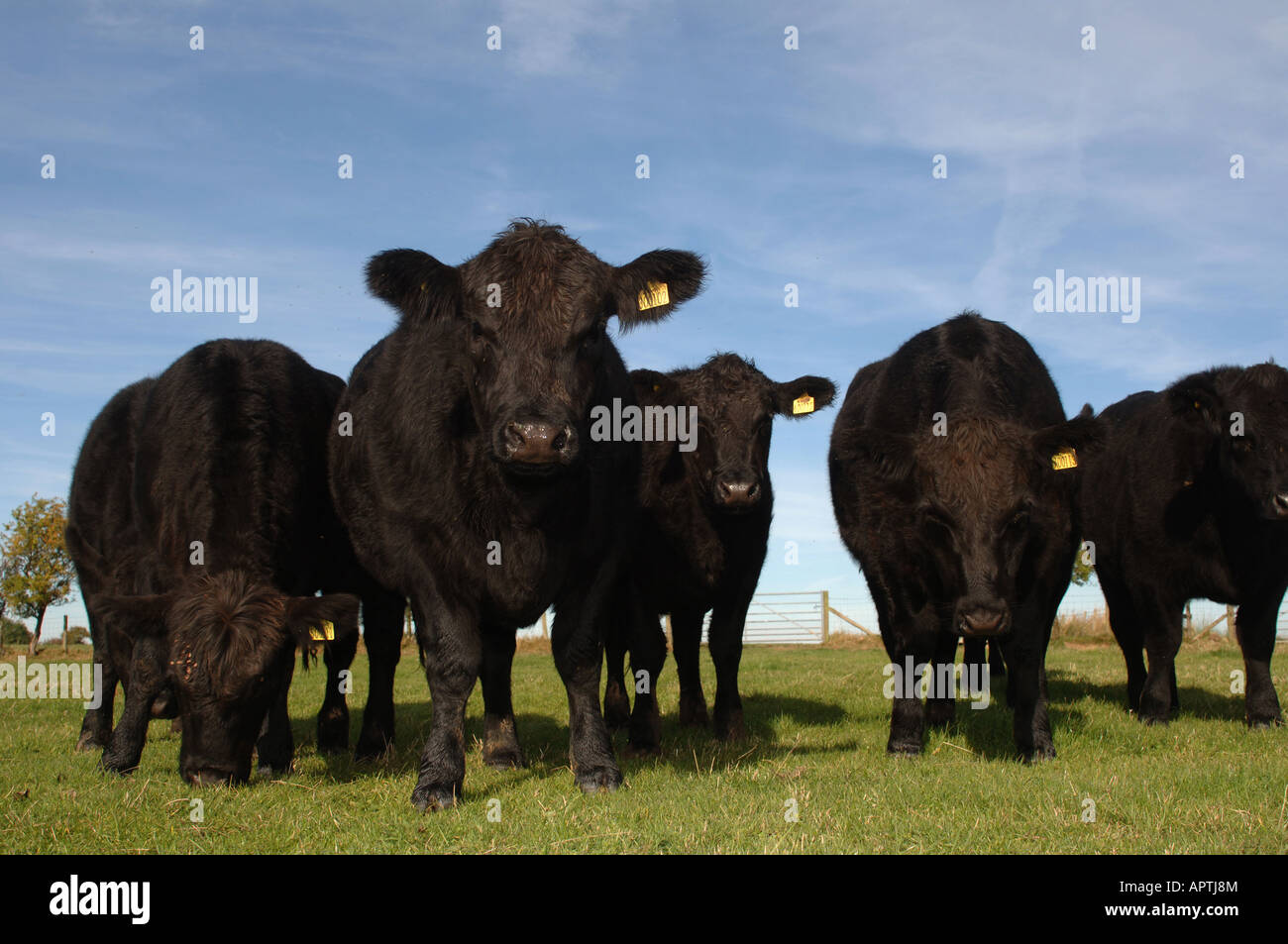 Aberdeen Angus cattle in field early autumn Cumbria Stock Photo