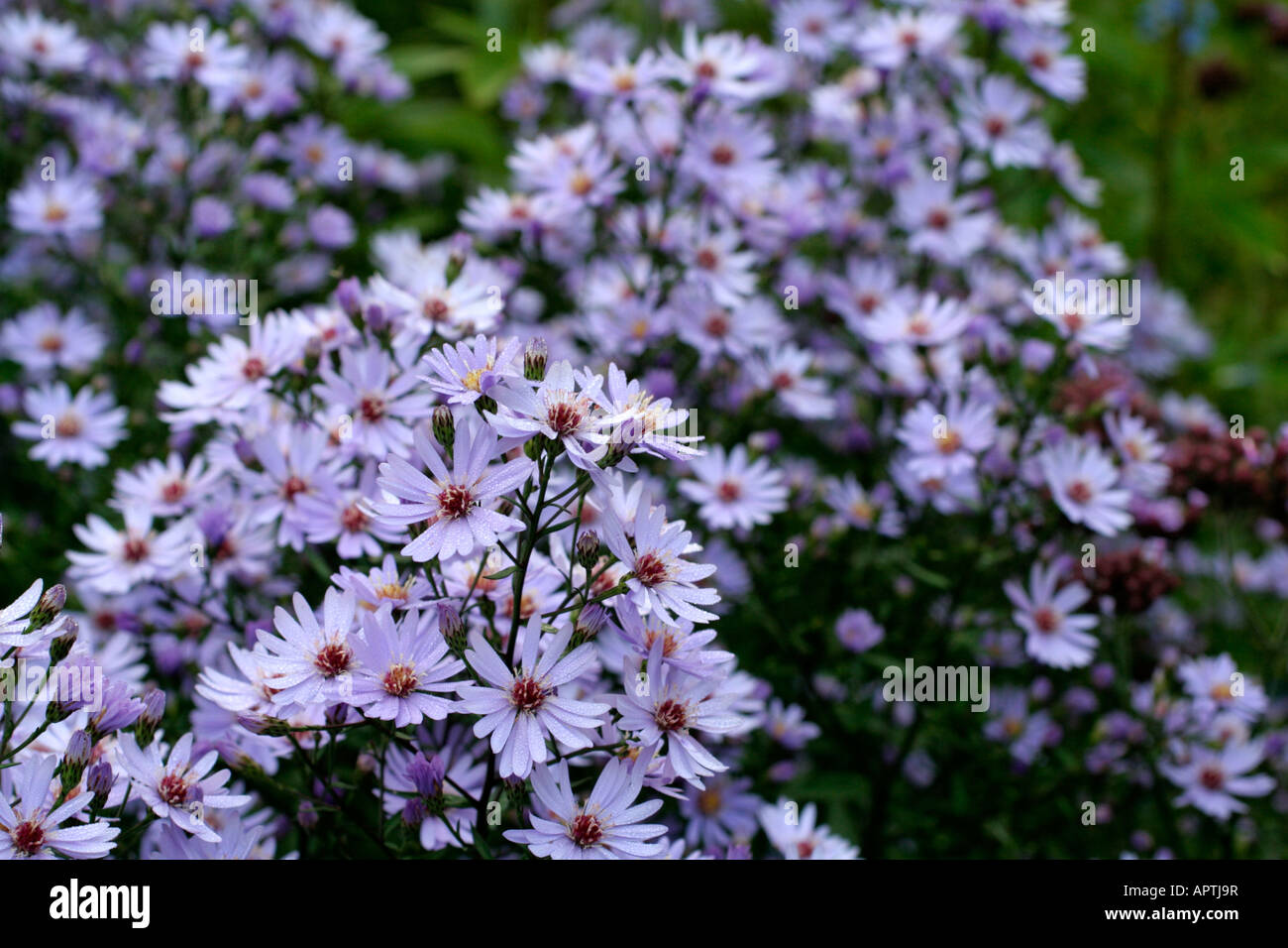 ASTER LITTLE CARLOW EARLY SEPTEMBER Stock Photo