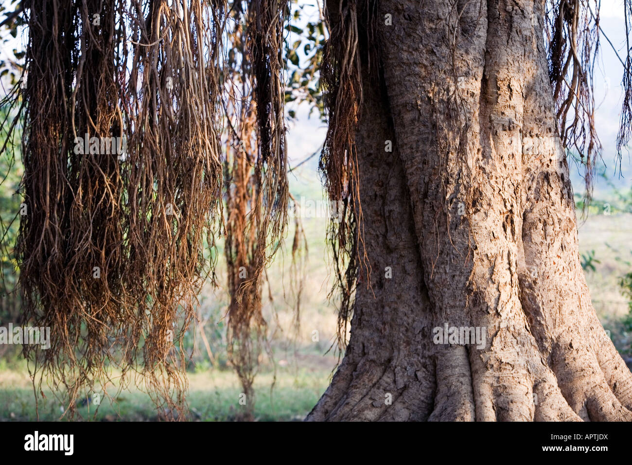 Ficus Benghalensis. Indian banyan tree. India Stock Photo - Alamy