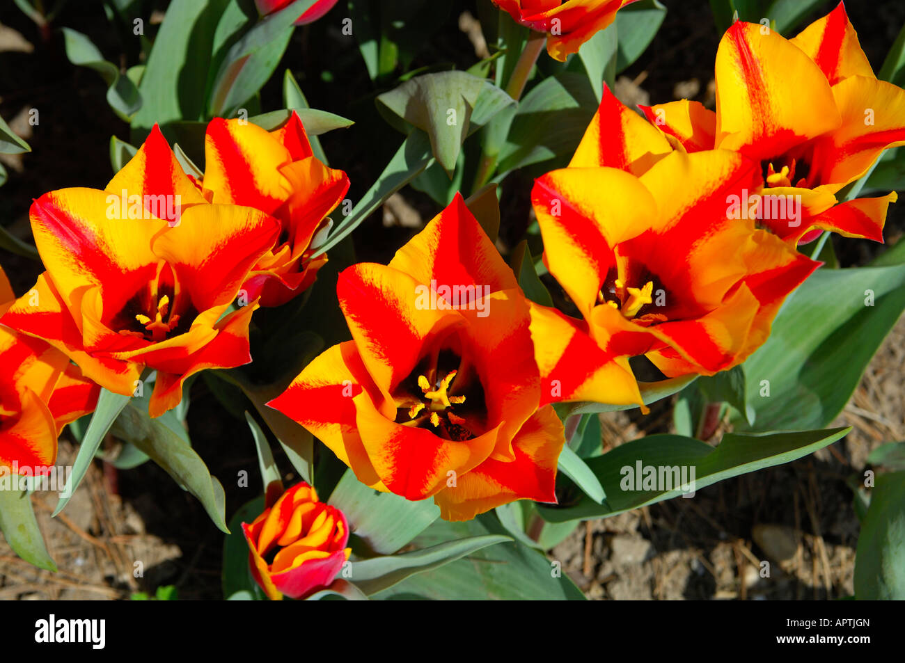 Blossoming tulips Stock Photo