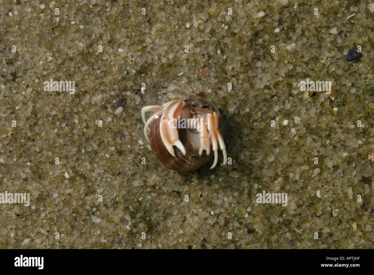 Upside down hermit crab emerging from periwinkle shell Stock Photo Alamy